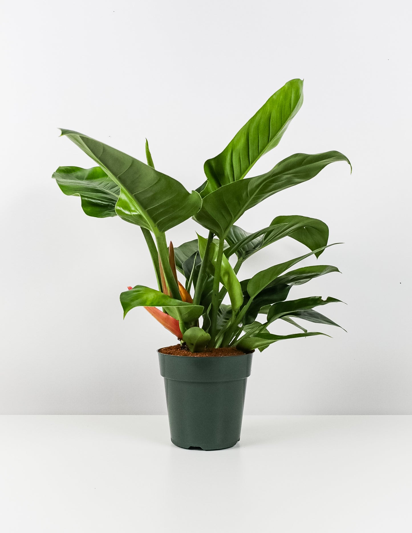 Philodendron Green Princess in a green pot