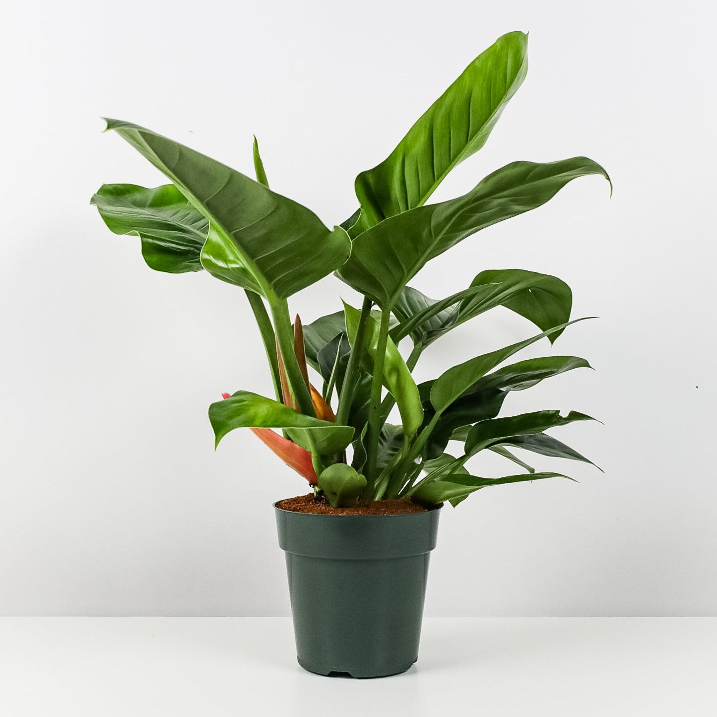 Philodendron Green Princess in a green pot