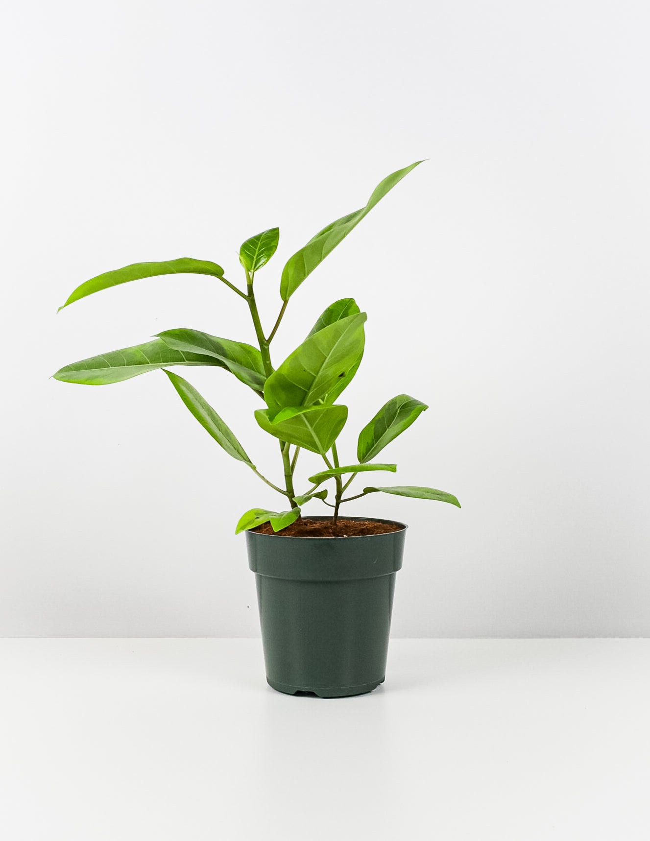 Ficus Altissima Tree Form Double, Variegated Yellow Gem Rubber Tree in a pot