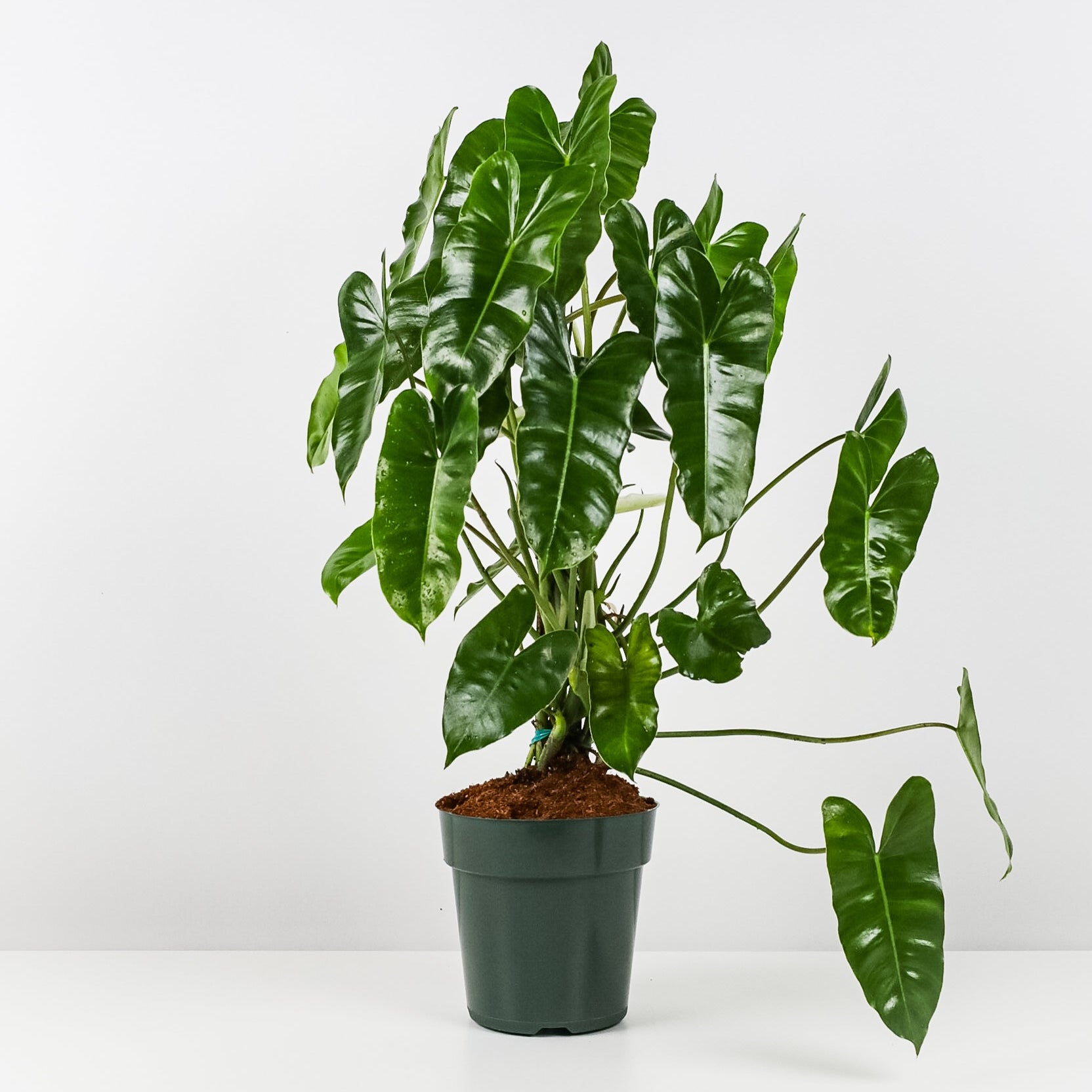 Philodendron Burle Marx, Live Climbing Plant Vine in front of white wall