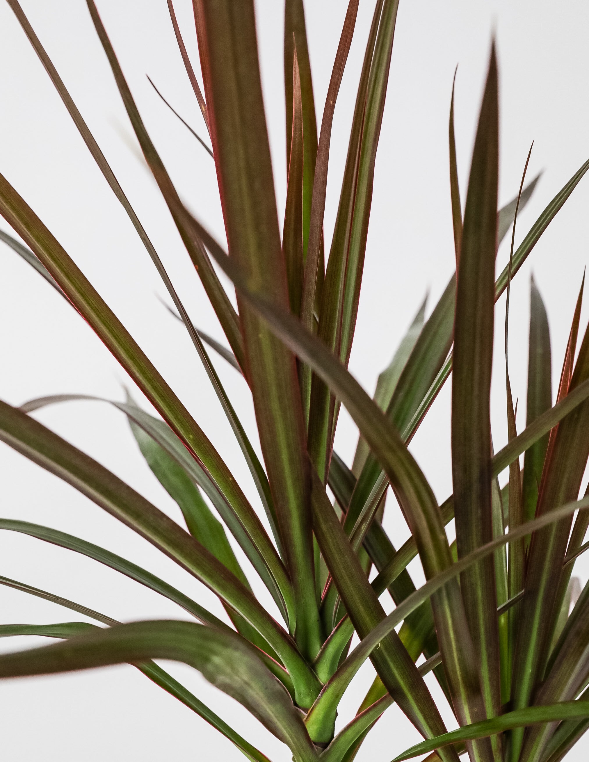 leaves of Dracaena Dragon Tree, Magenta Tree Form