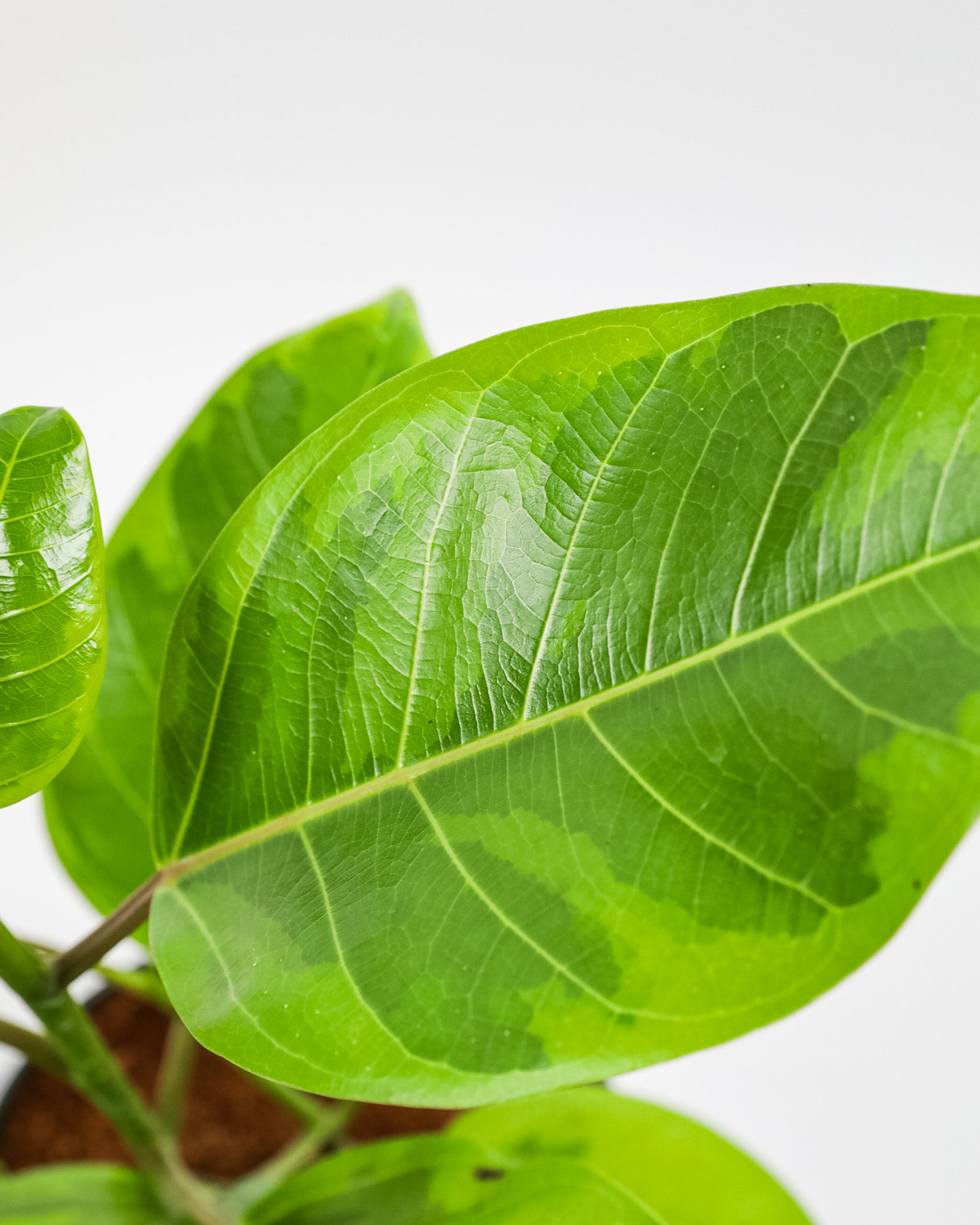 ingle leaf of Ficus Altissima Tree Form Double, Variegated Yellow Gem Rubber Tree