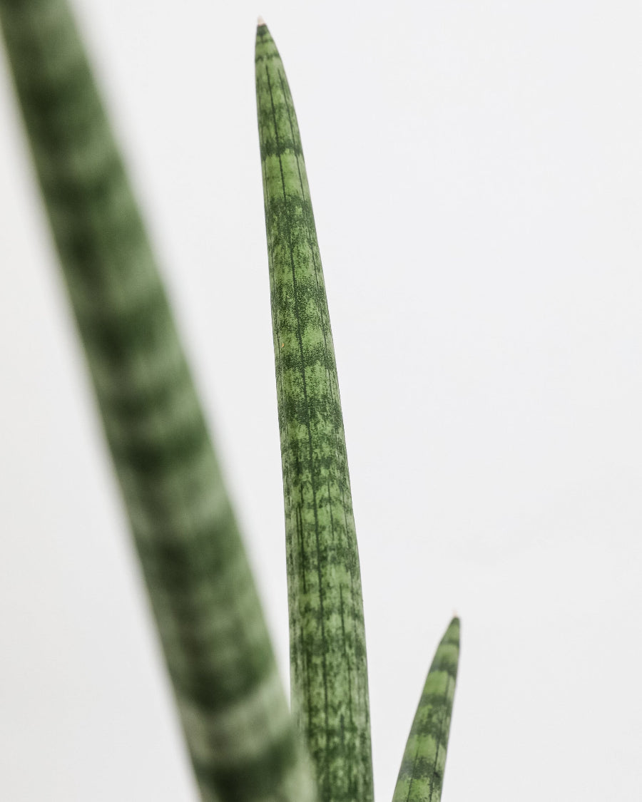 A close-up view of a Sansevieria Starfish