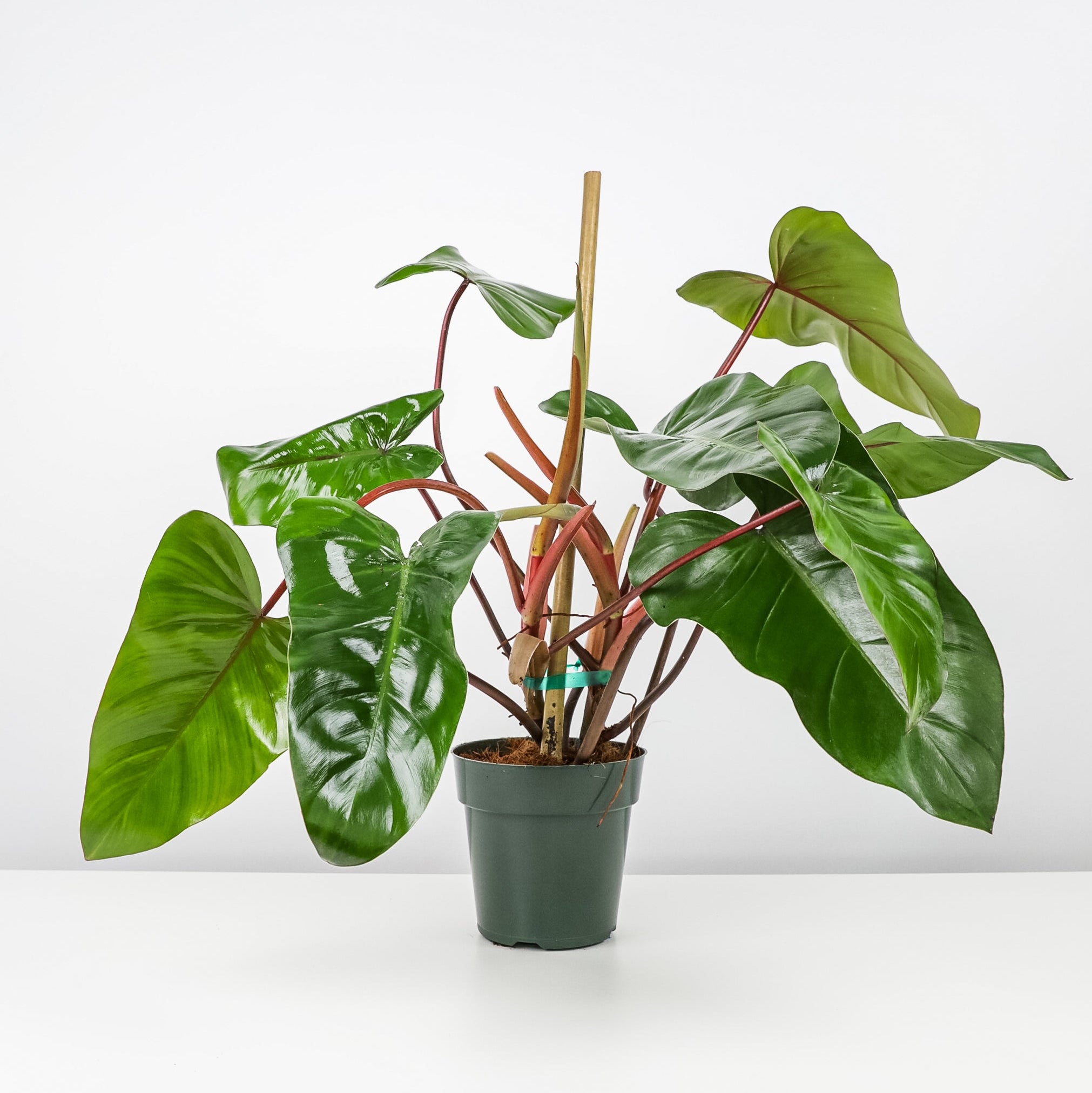 Philodendron Emerald Red in Trellis Exotic Vining Plants