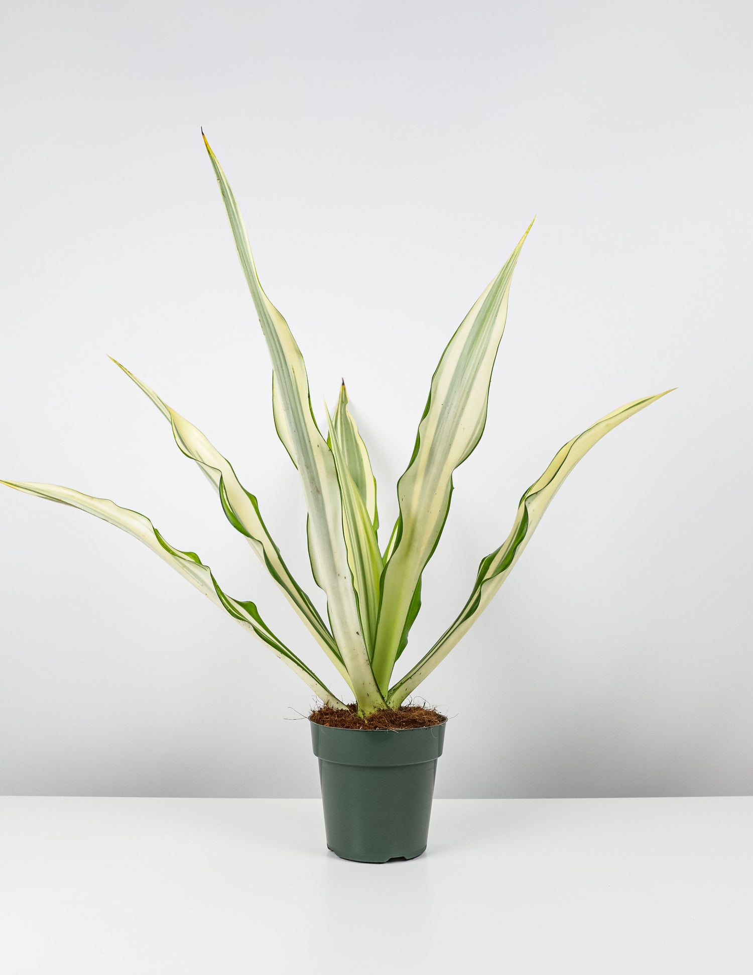 False Agave, Variegated Agave in a pot