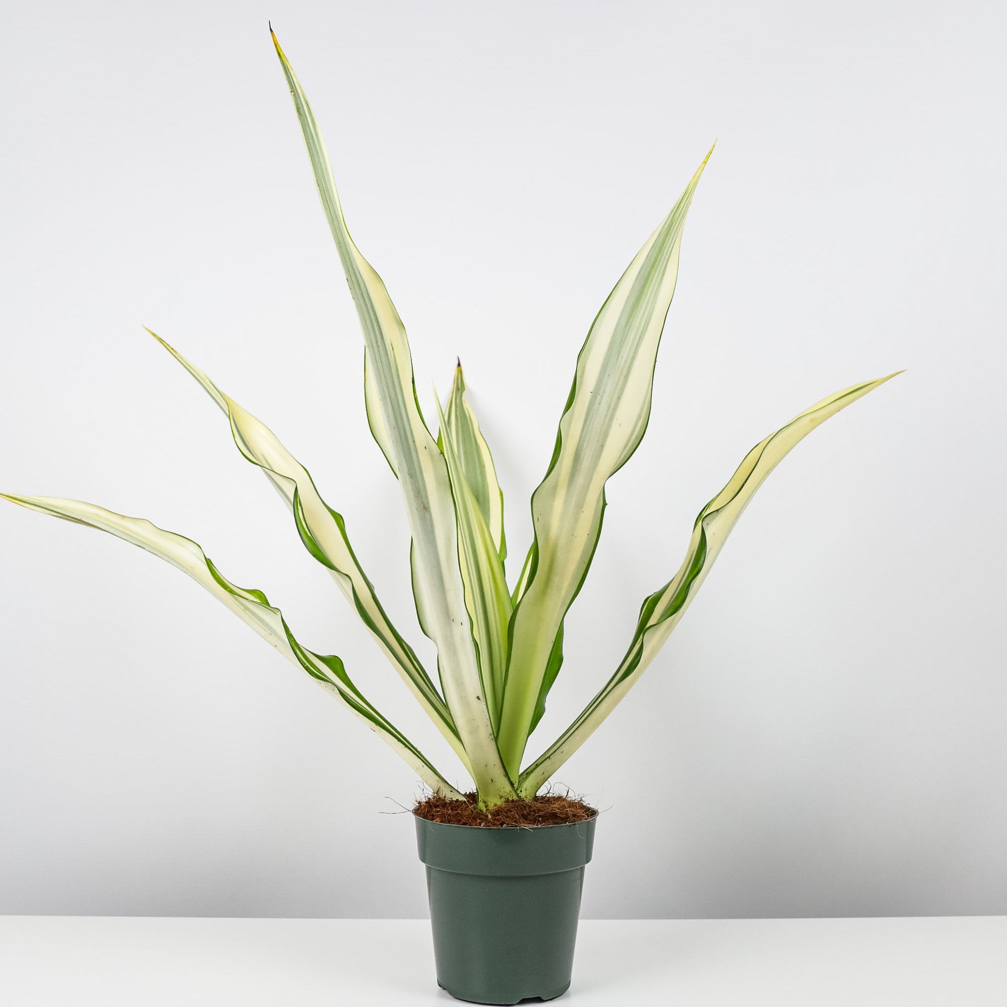 False Agave, Variegated Agave in nursery pot 1gal