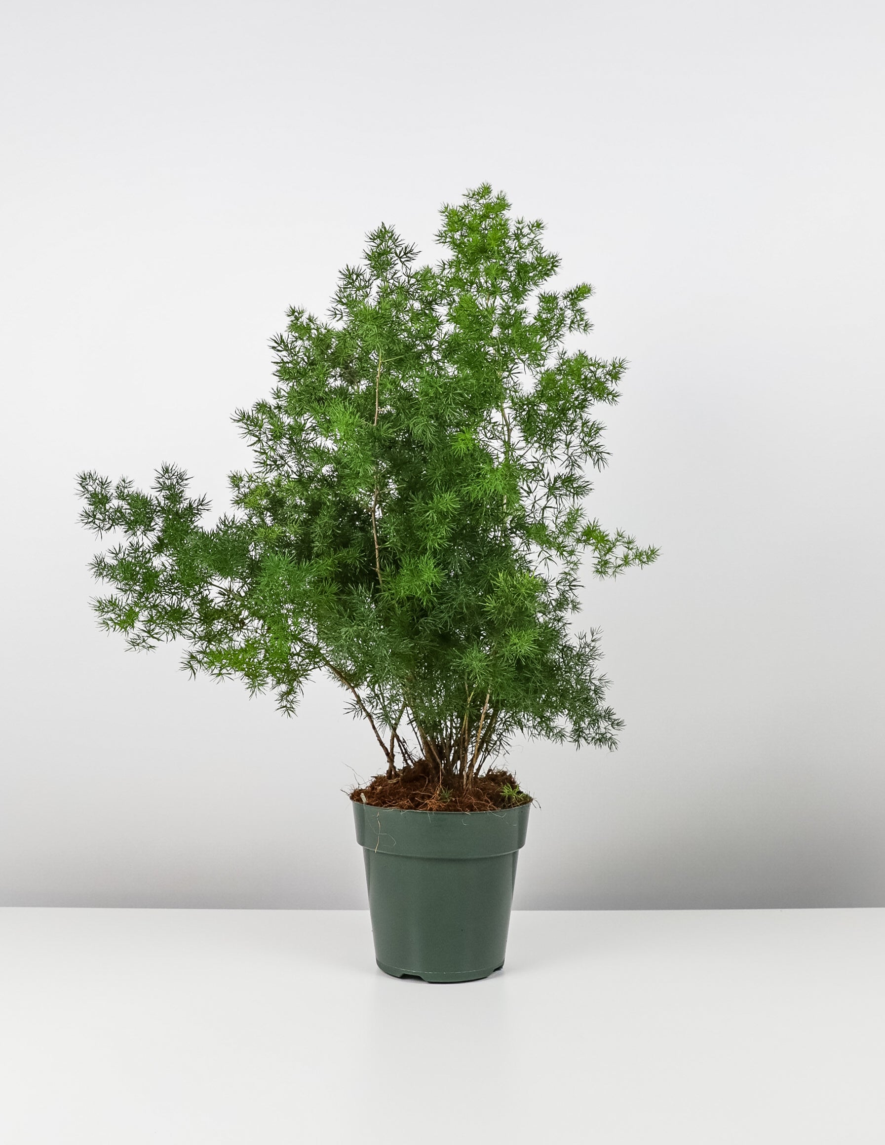 asparagus fern potted plant Shop Our Ming Fern Asparagus Plants