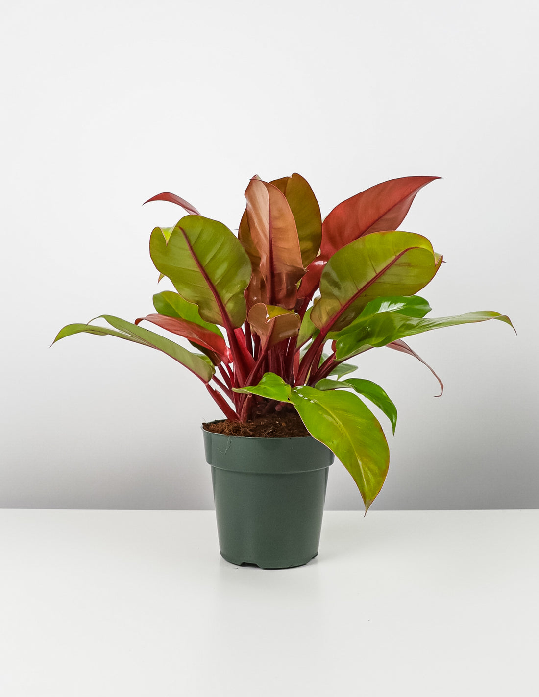 Philodendron Prince of Orange in a green pot