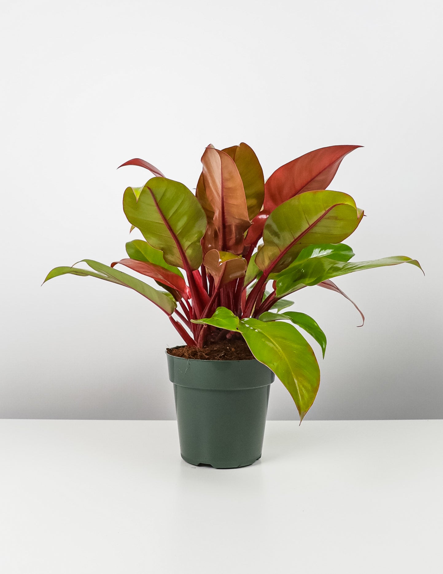 Philodendron Prince of Orange in a green pot