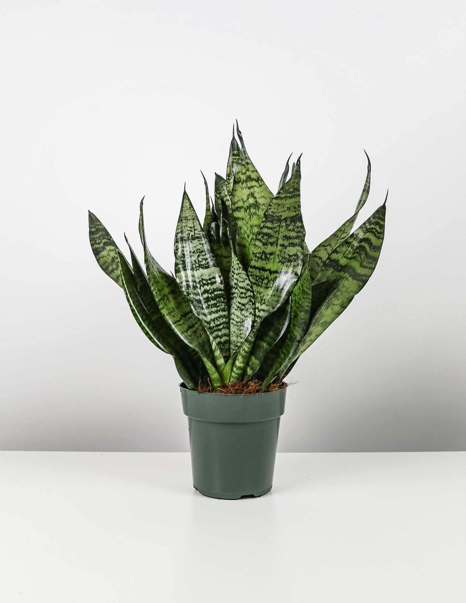 Sansevieria Robusta, Snake Plant