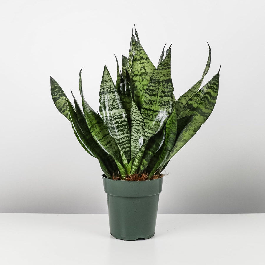 A close-up view of a Sansevieria Robusta (Snake Plant) featuring broad, upright green leave