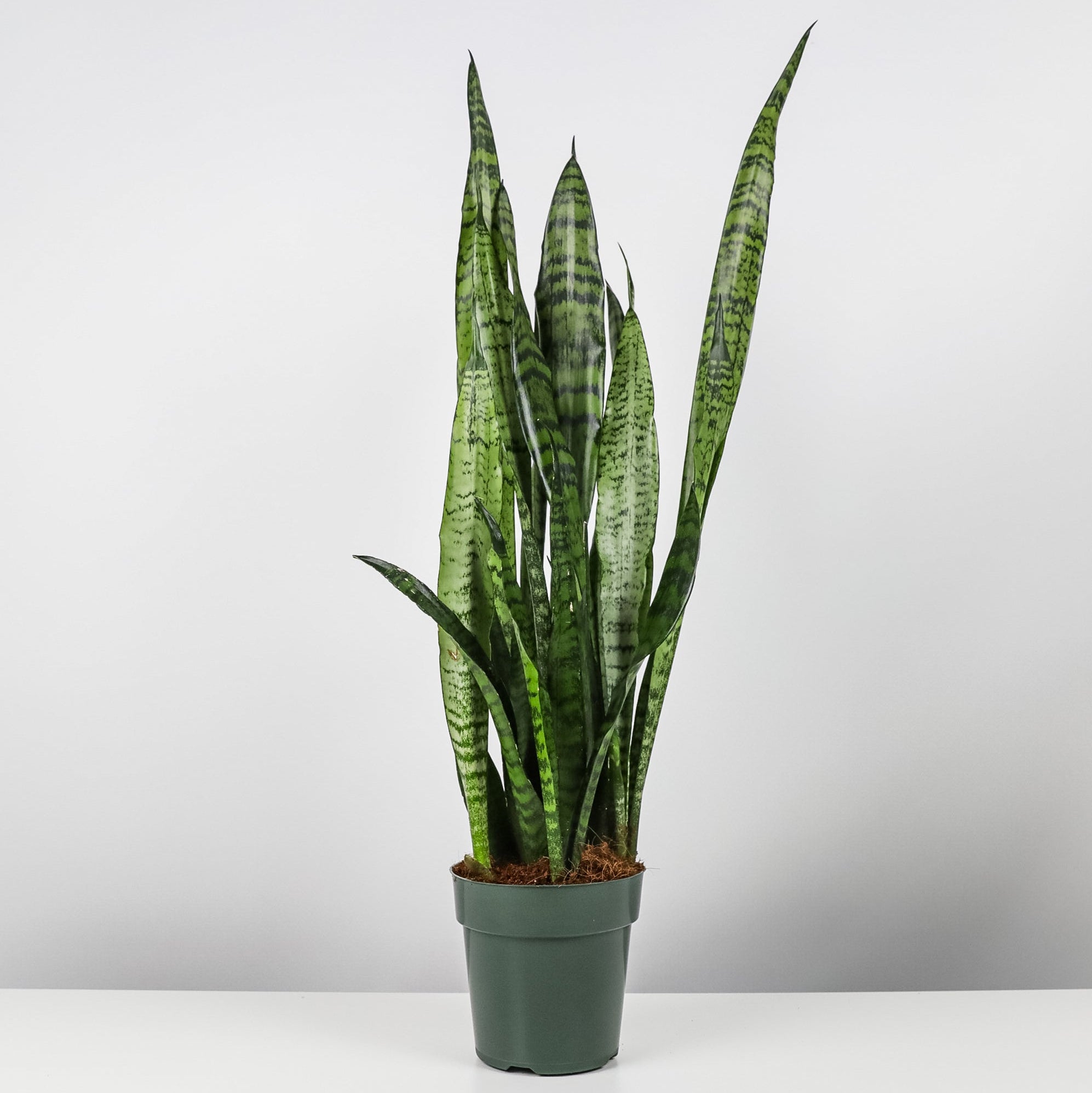 A Sansevieria Zeylanica, snake plant, placed in a decorative pot, surrounded by various indoor plants in a garden center setting.