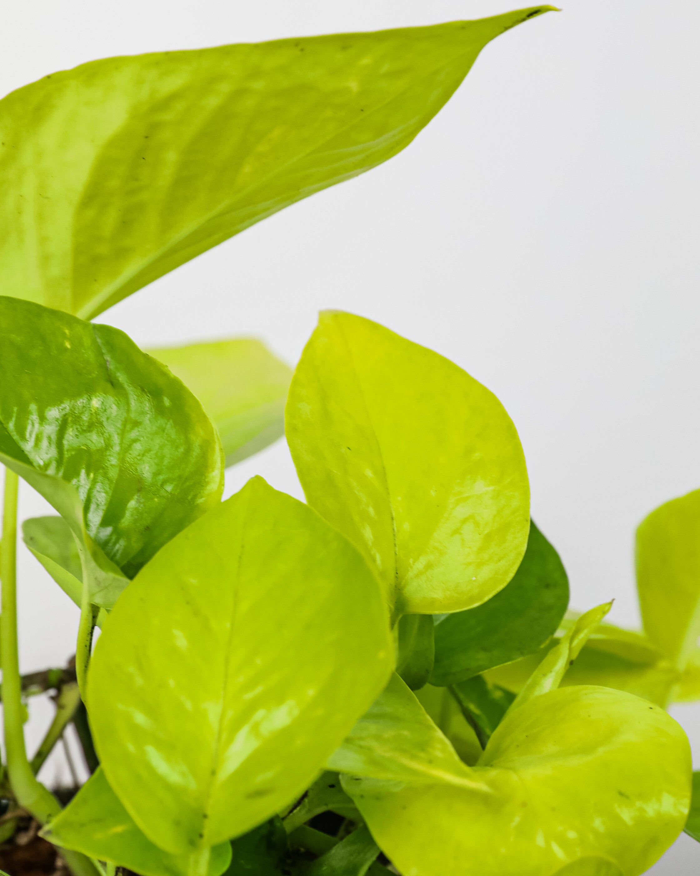 leaf of Pothos Neon Trellis