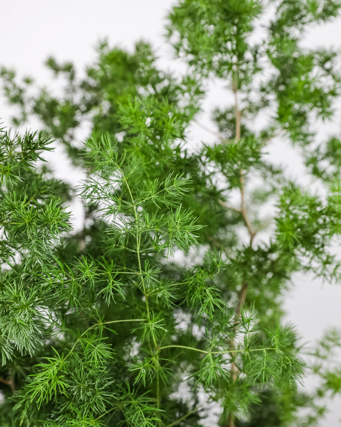 leaves of Ming Fern Asparagus Plants