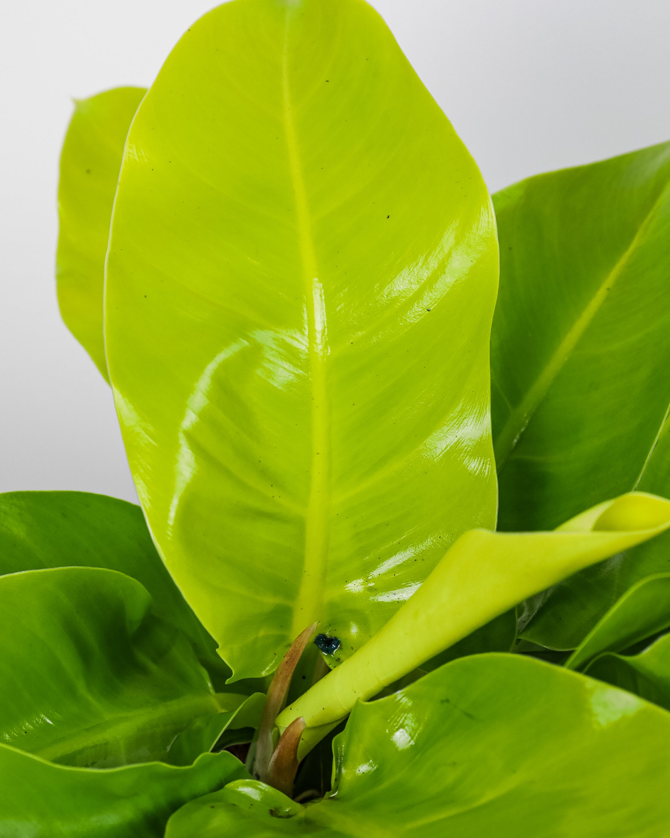 leaves of Philodendron Moonlight, Natures Way