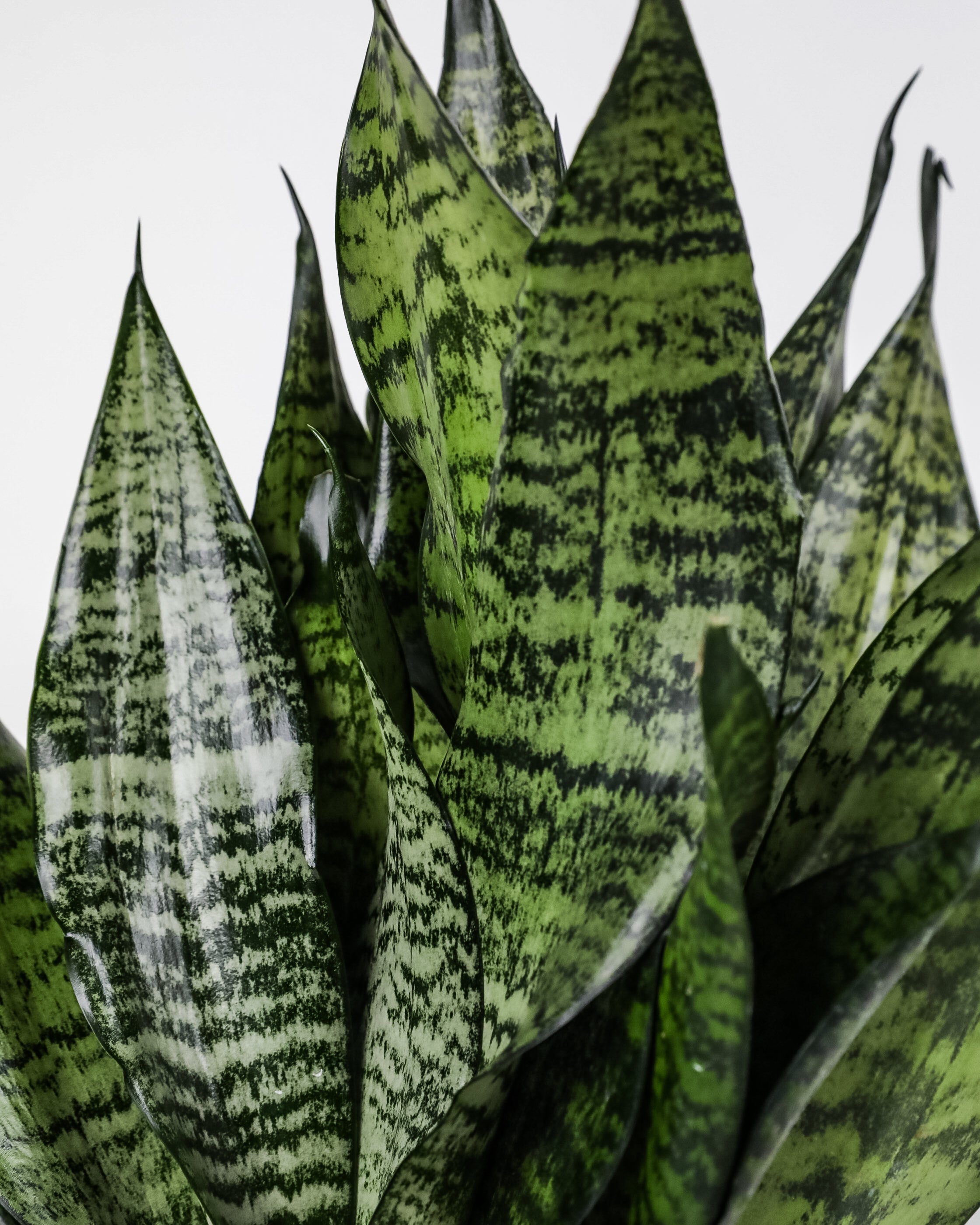 Sansevieria Robusta, Snake Plant
