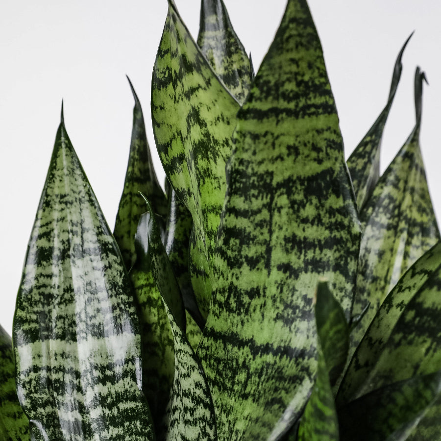 A close-up view of a Sansevieria Robusta (Snake Plant) featuring broad, upright green leaves
