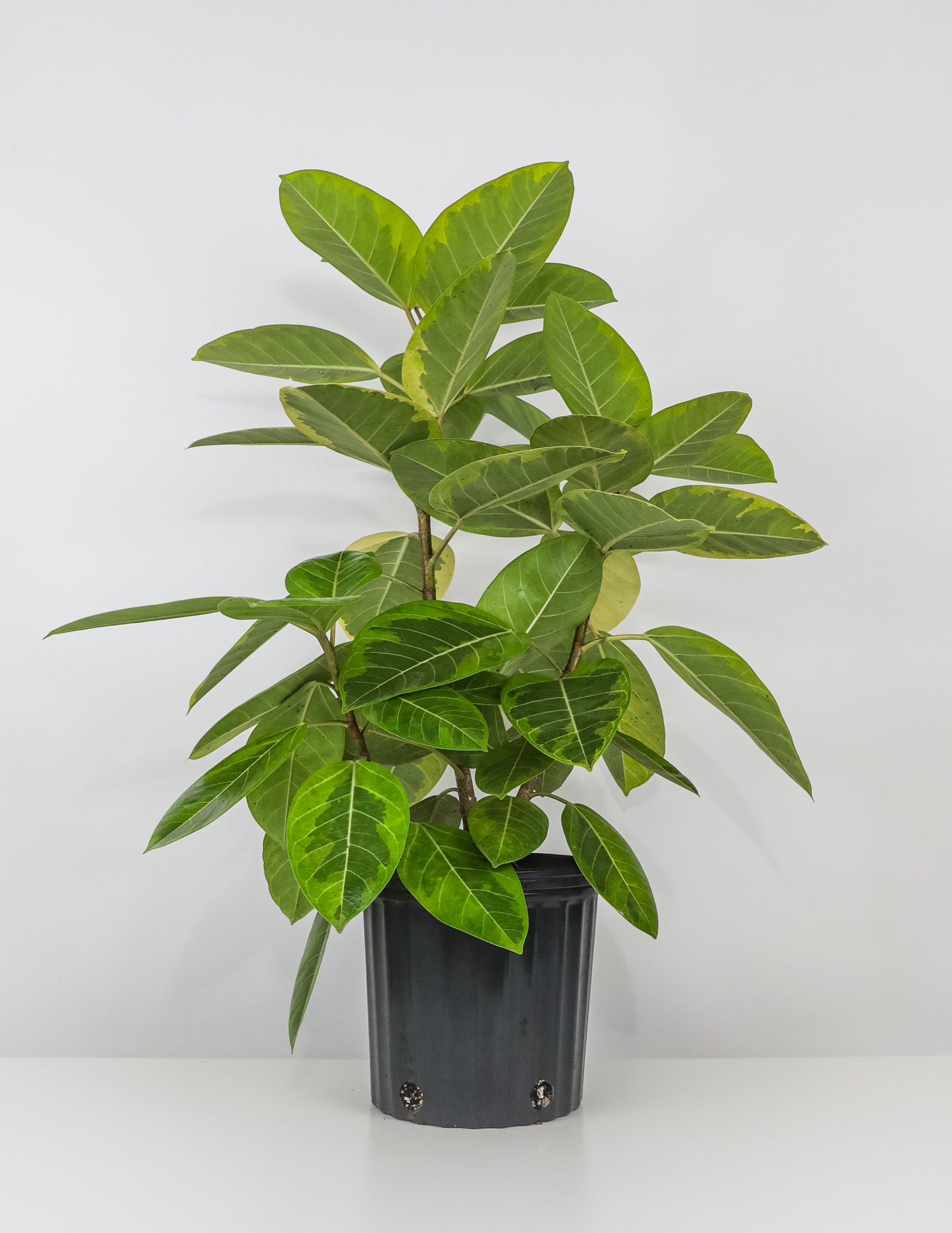 Ficus Altissima Tree Form Double, Variegated Yellow Gem Rubber Tree with white background