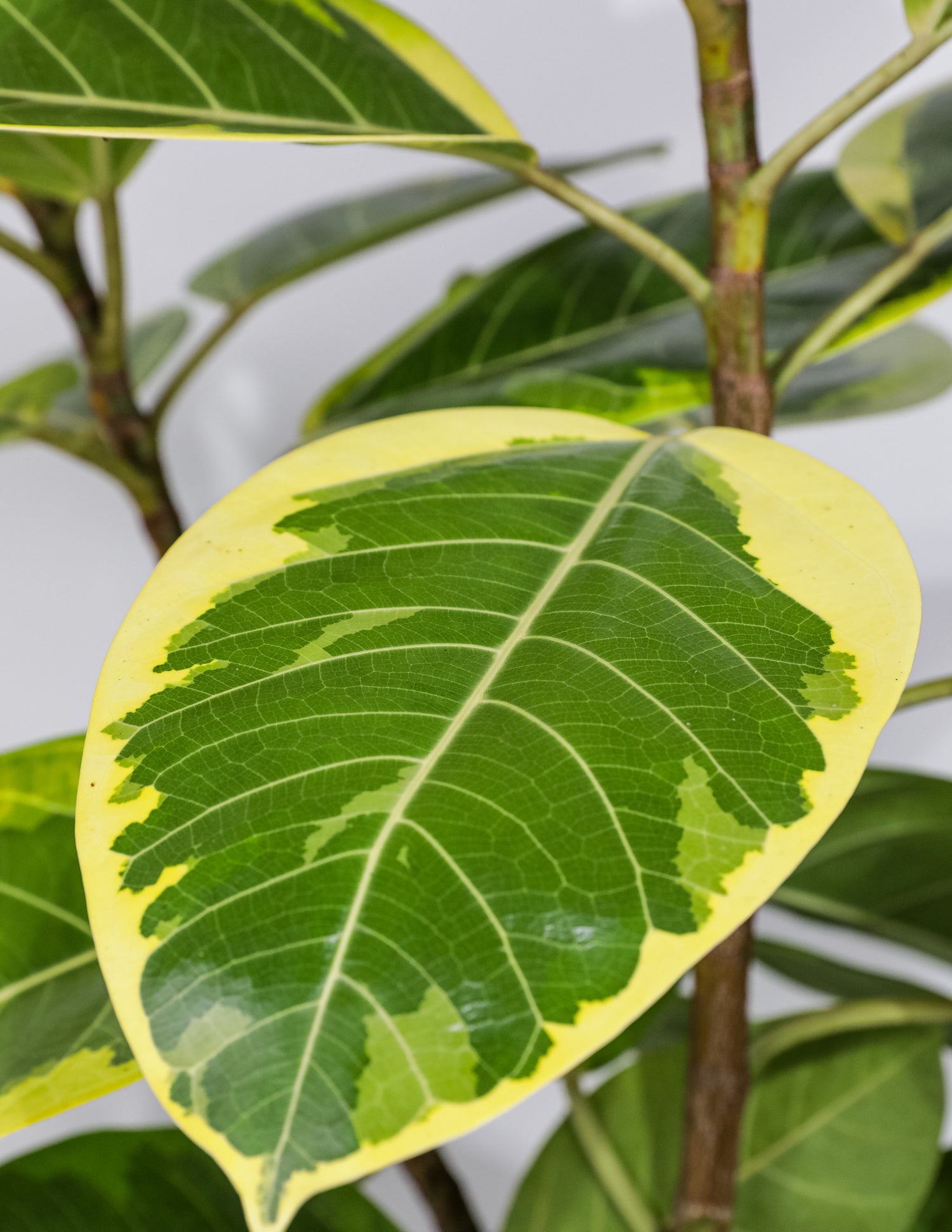 leaf of Ficus Altissima Tree Form Double, Variegated Yellow Gem Rubber Tree