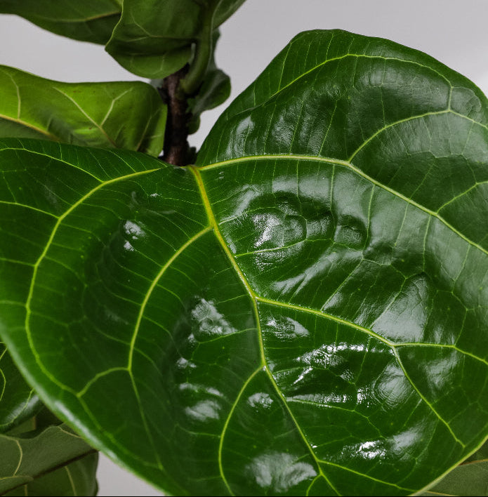 leaf of Ficus Lyrata Tree Form Double, Fiddle Leaf Fig Tree