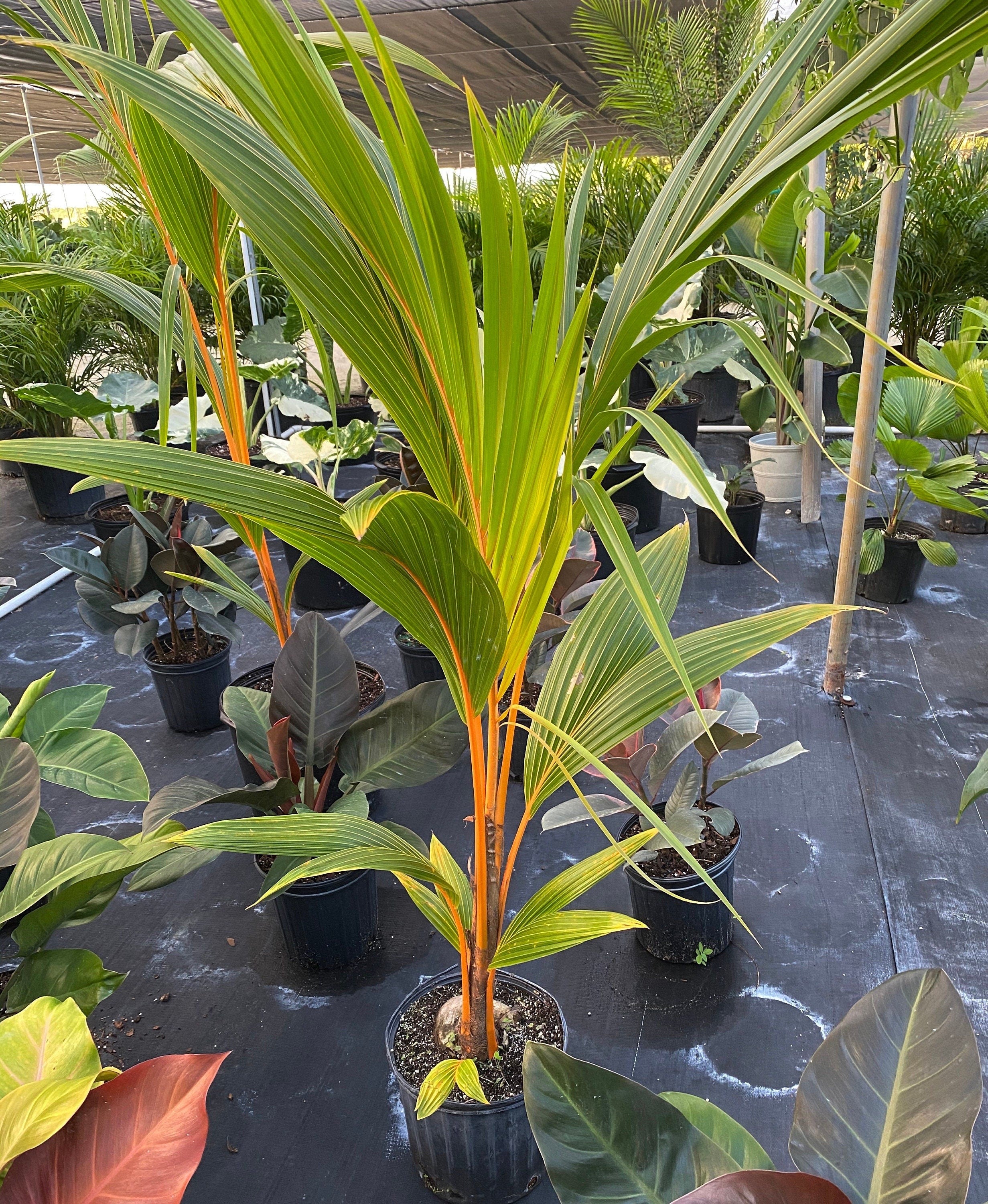 Coconut Tree Red Spicata, Exotic and Rare