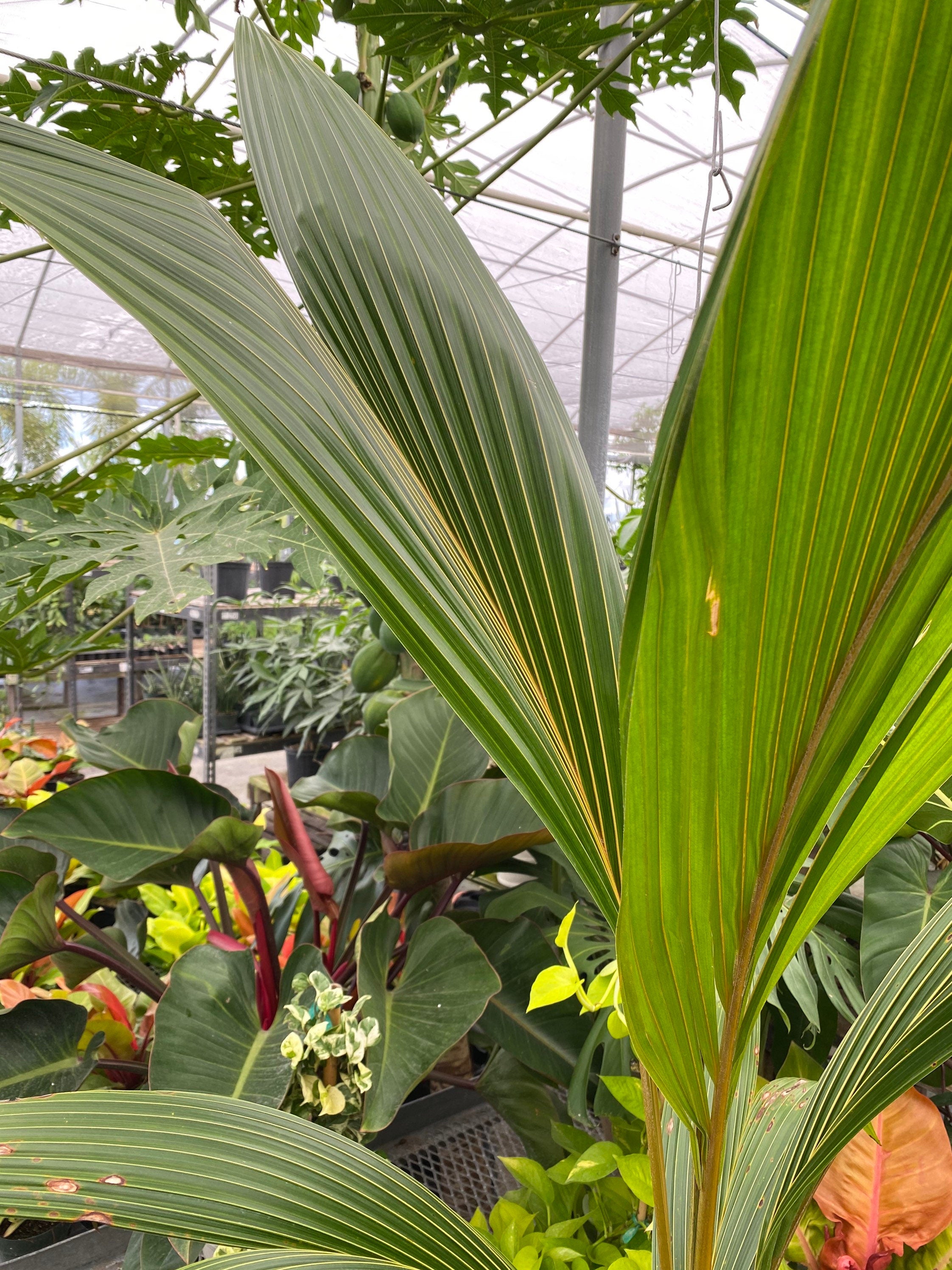 Coconut Tree Red Spicata, Exotic and Rare