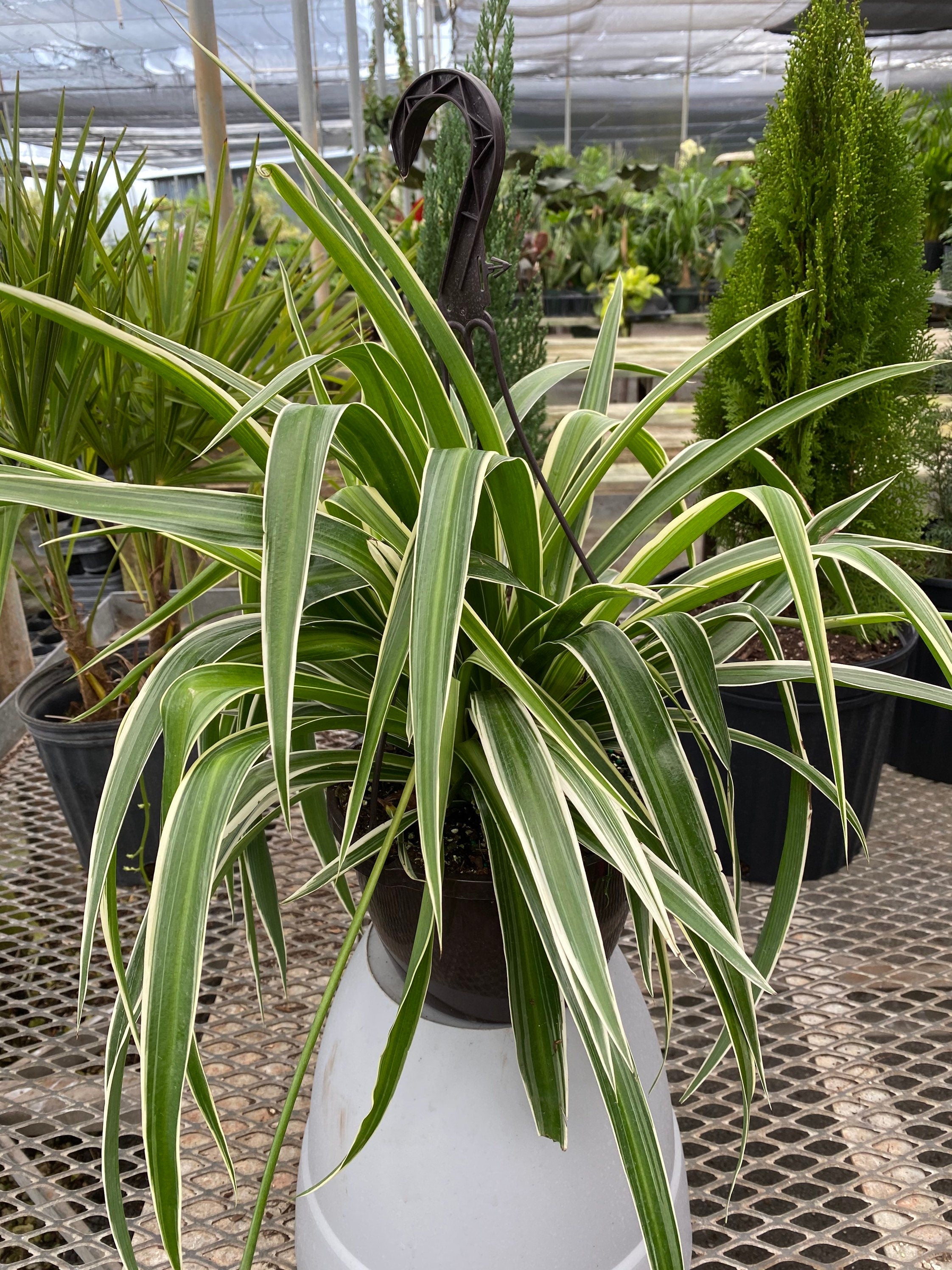 leaves of Spider Plant, Spider Ivy, Ribbon Plant in Hanging Basket