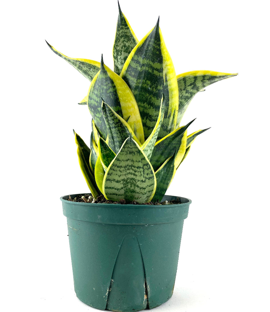 Sansevieria Hahnii Dwarf Laurentii snake plant in a green nursery pot.