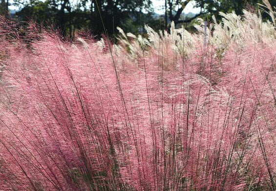 Pink Muhly Grass Pink Cloud