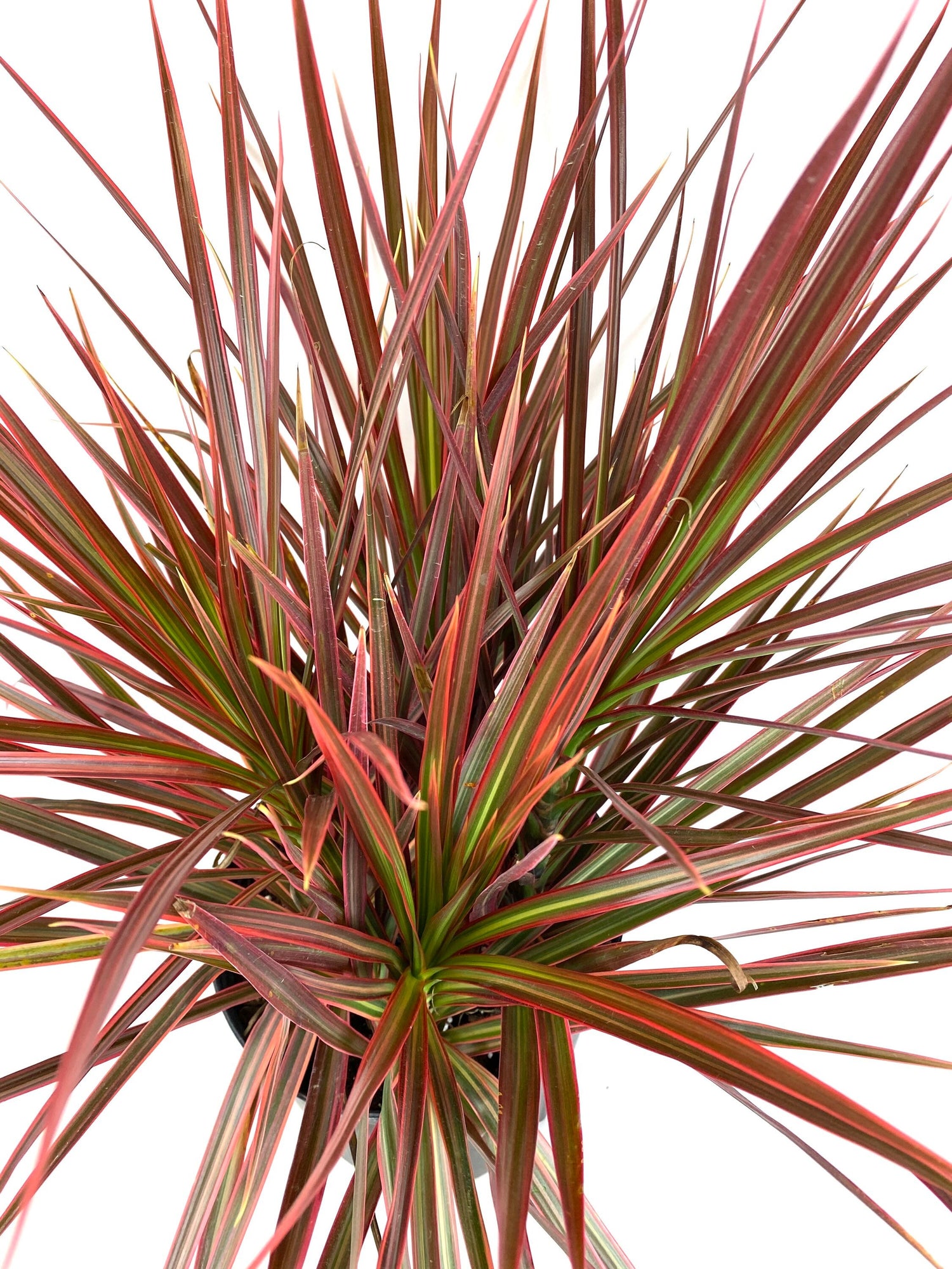 close up view of Dracaena Dragon Tree Colorama Bush