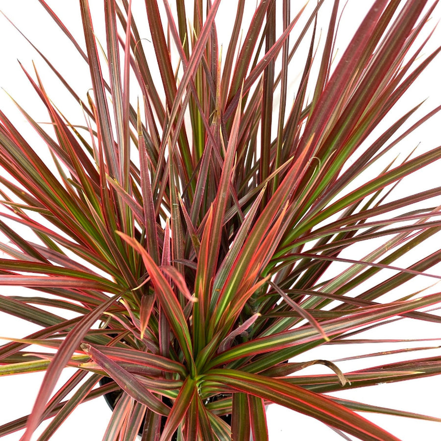 close up view of Dracaena Dragon Tree Colorama Bush