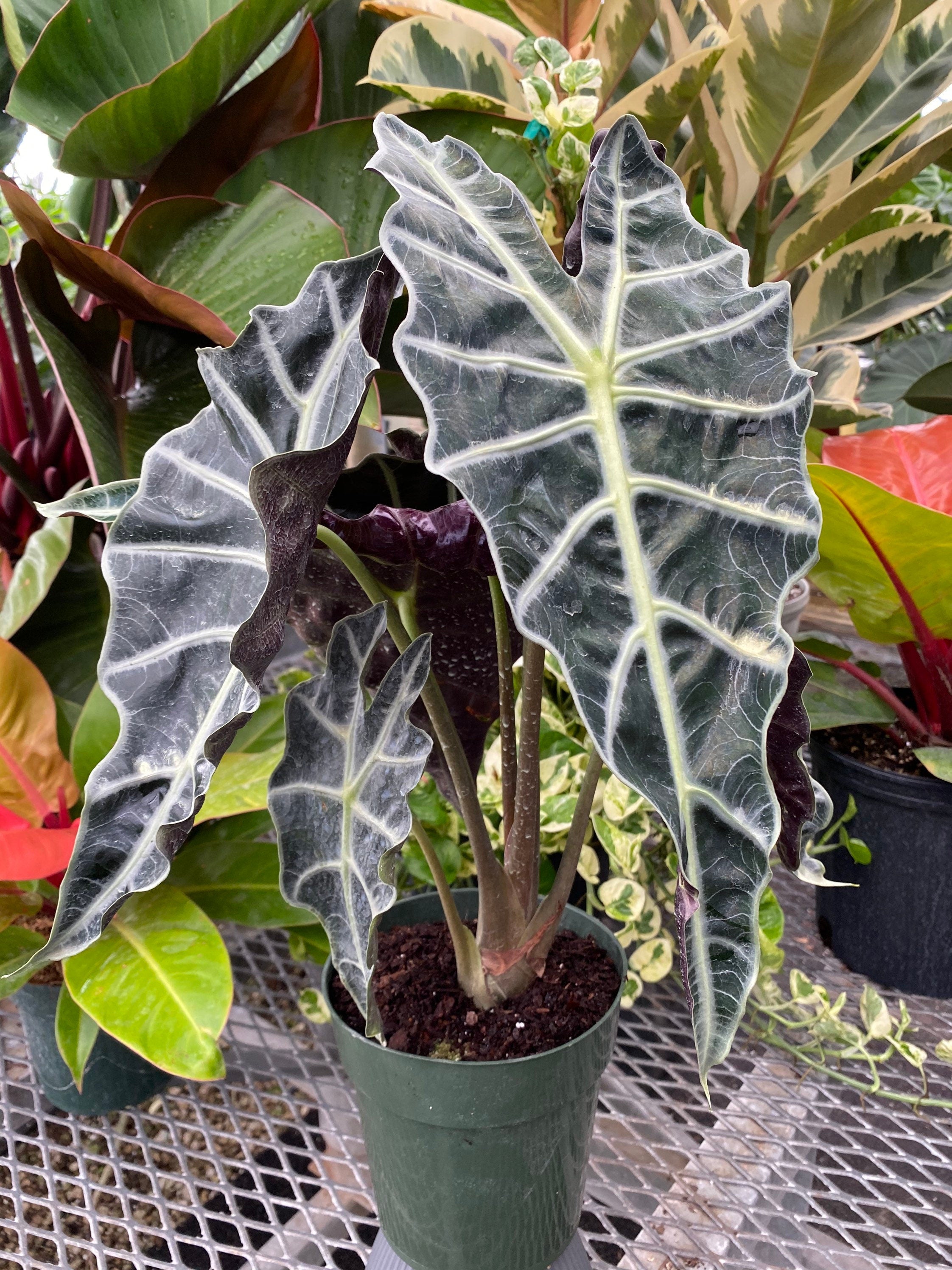 leaves of Alocasia Amazonica Polly, African Mask