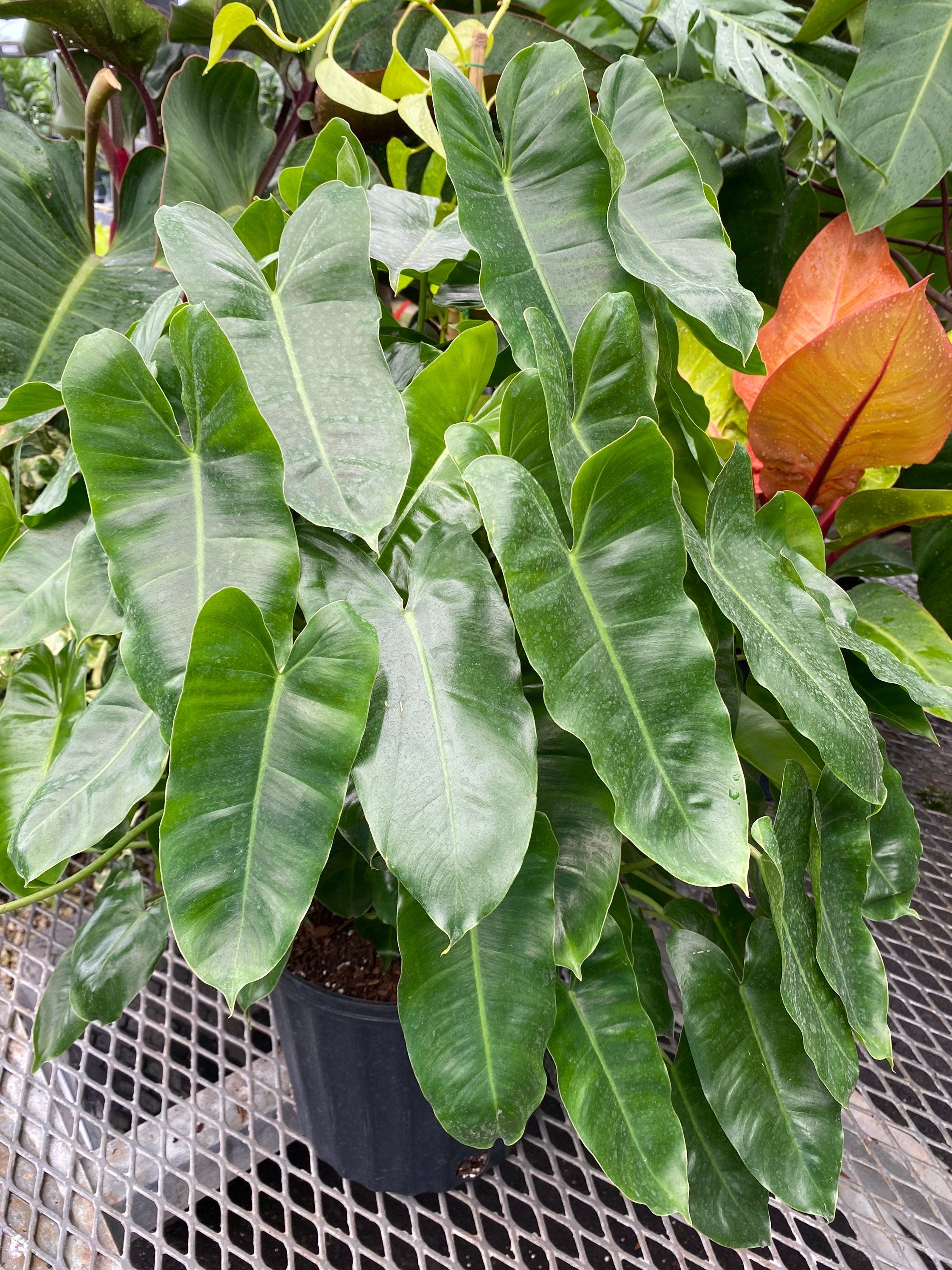 Philodendron Burle Marx, Live Climbing Plant Vine