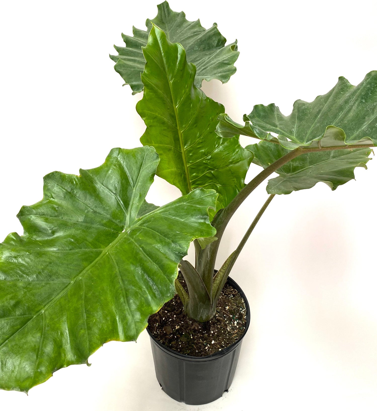 upper view of Alocasia Calidora, Elephant Ears, Live Tropical Plant in a black pot