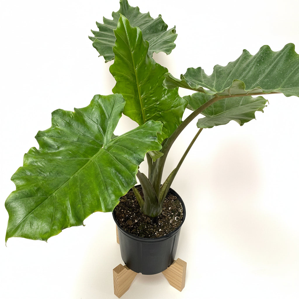 upper view of Alocasia Calidora, Elephant Ears, Live Tropical Plant in a black pot