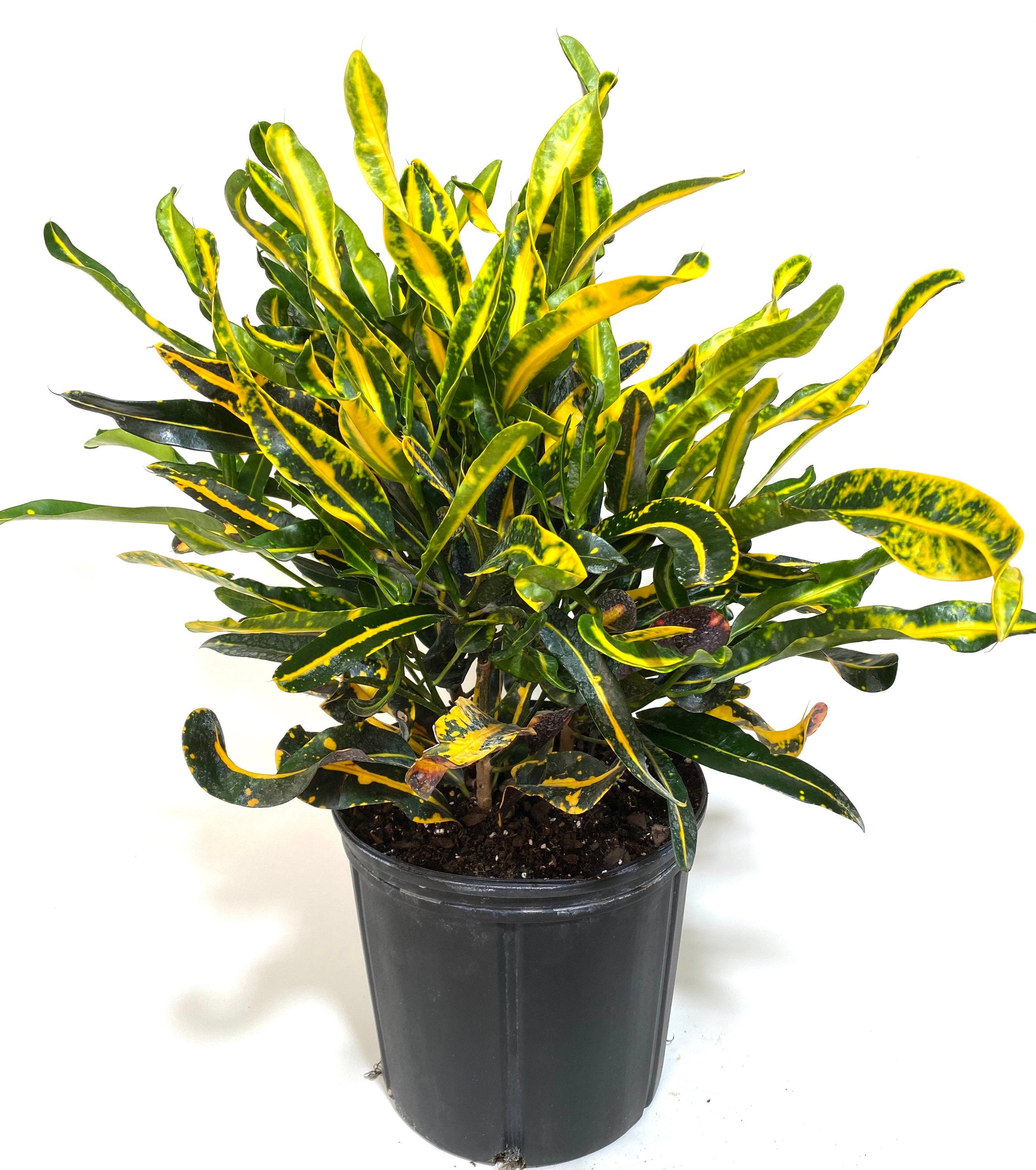 pot view of Croton Mammy Yellow, Mammey Live Tropical Plant Indoor or Outdoor
