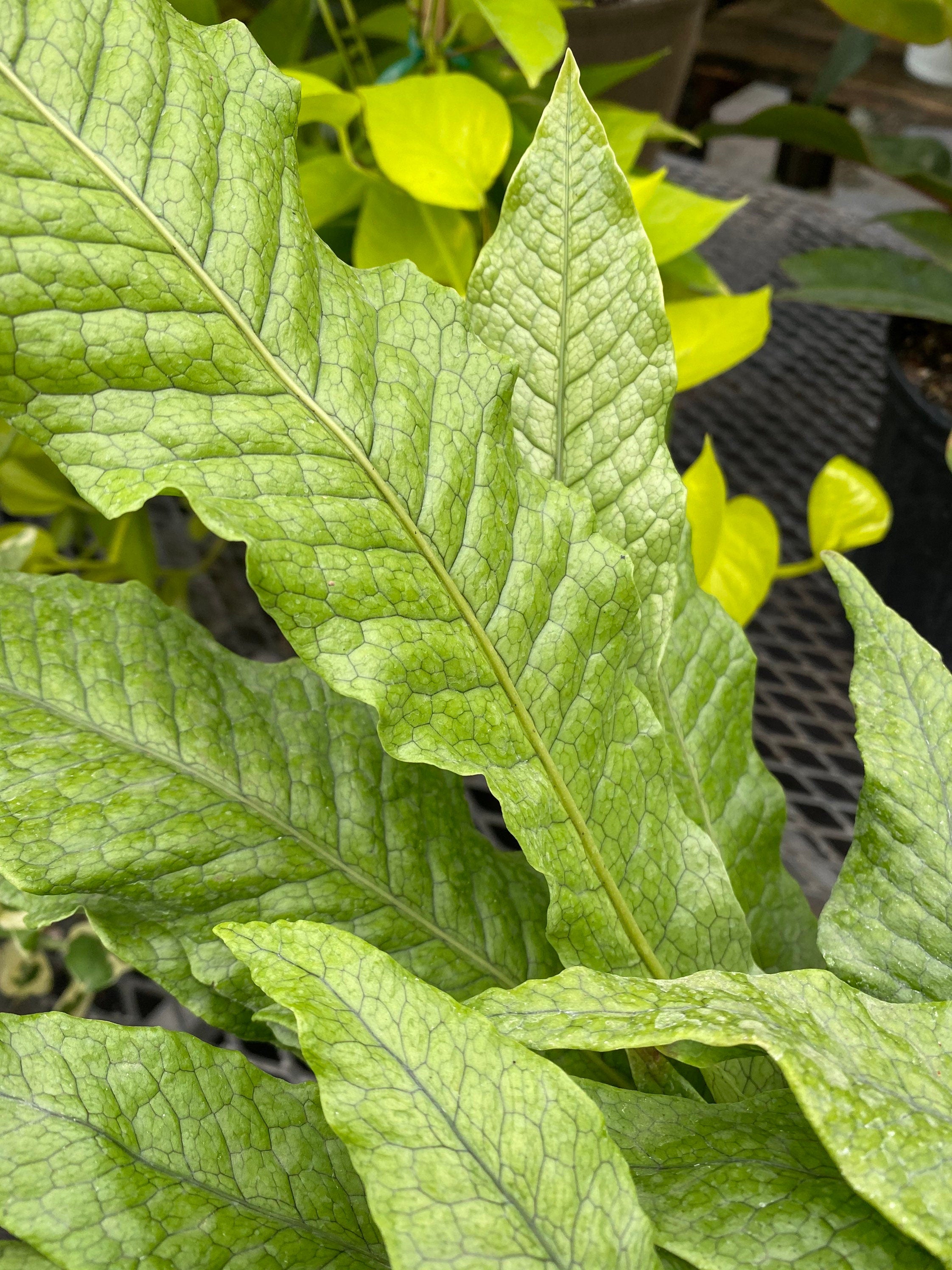 leaves of Crocodile Fern, Crocodylus Fern