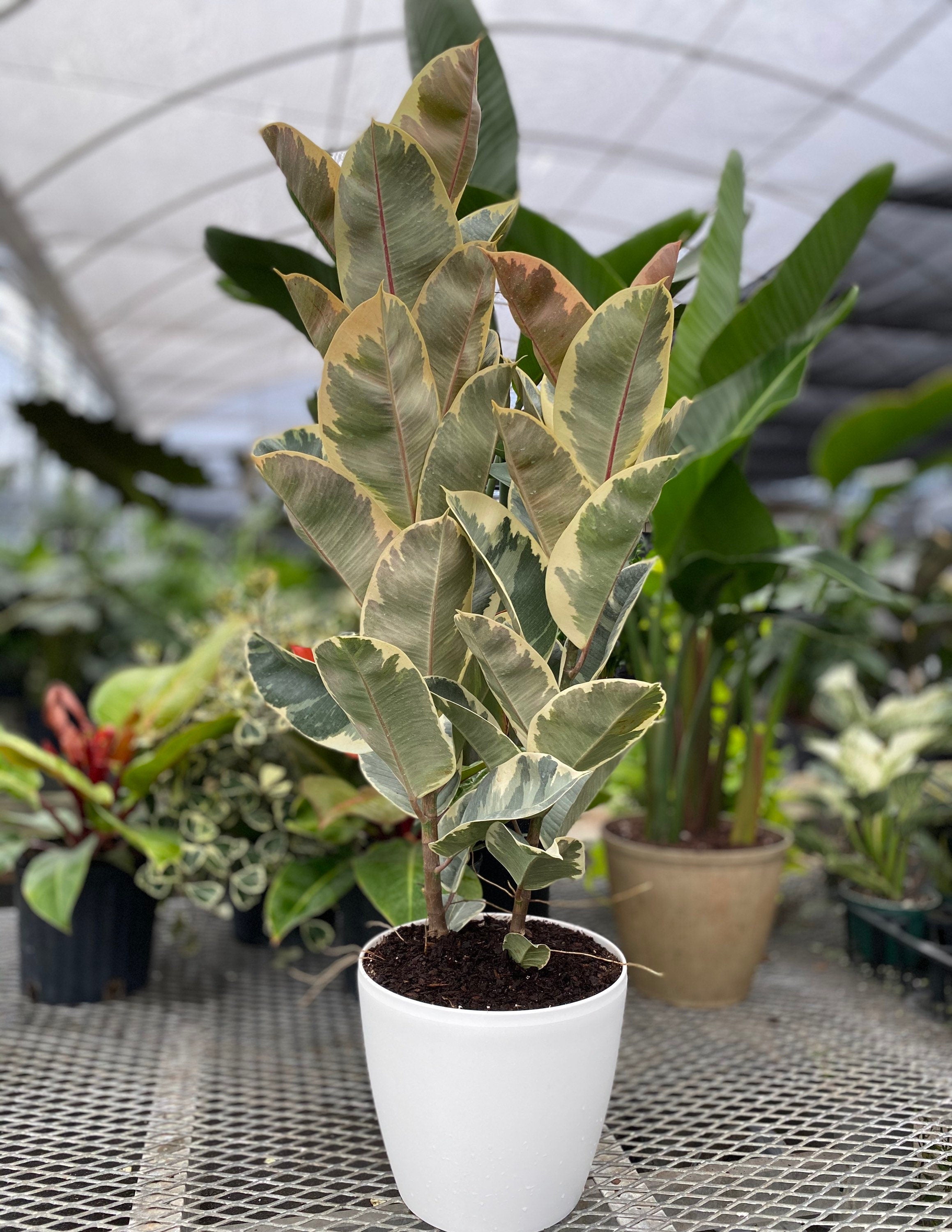 close view of Ficus Tineke Tree Form Double, Variegated Rubber Tree
