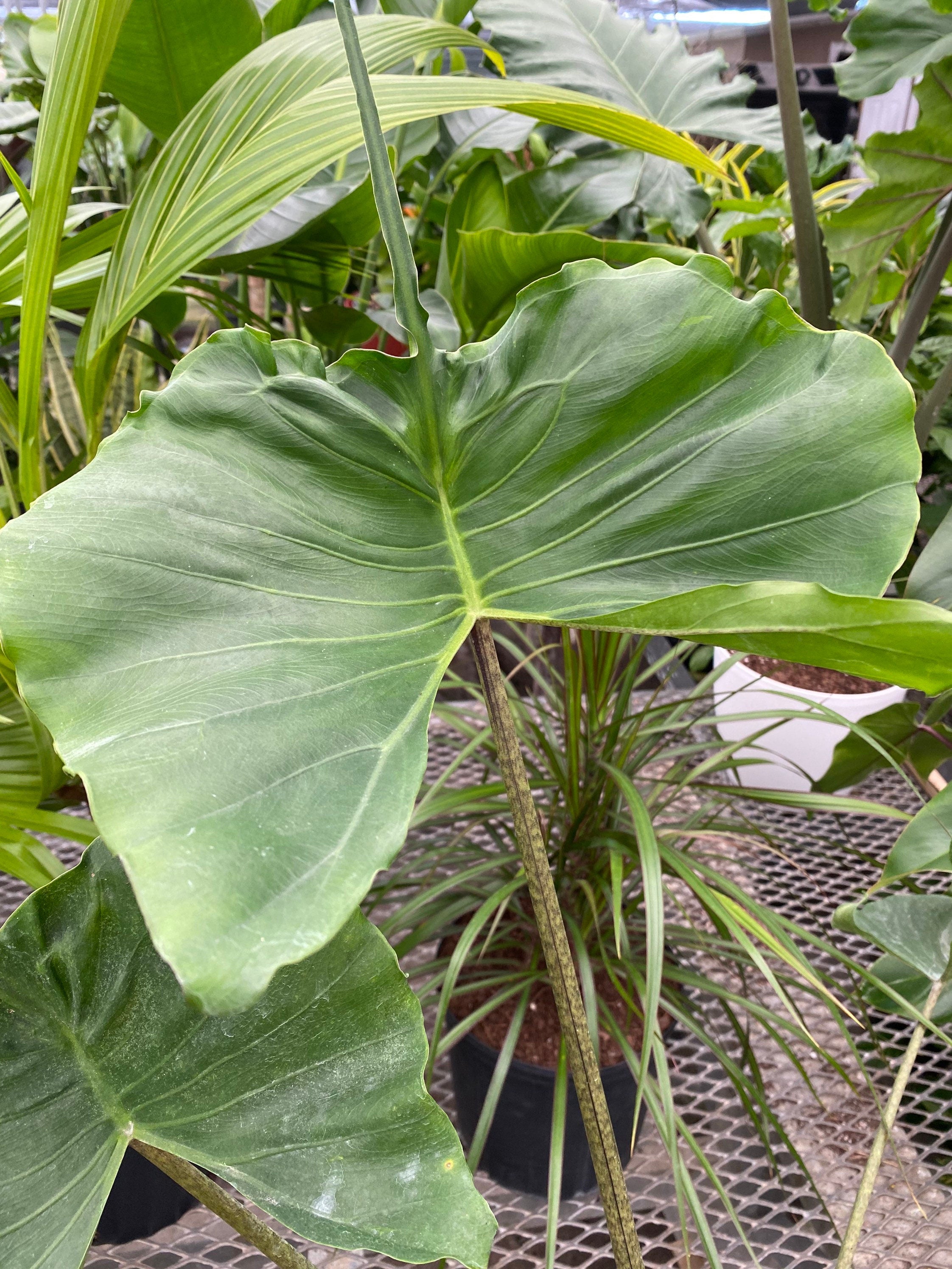 leaves of Alocasia Stingray, Elephant Ears Live Indoor Plant