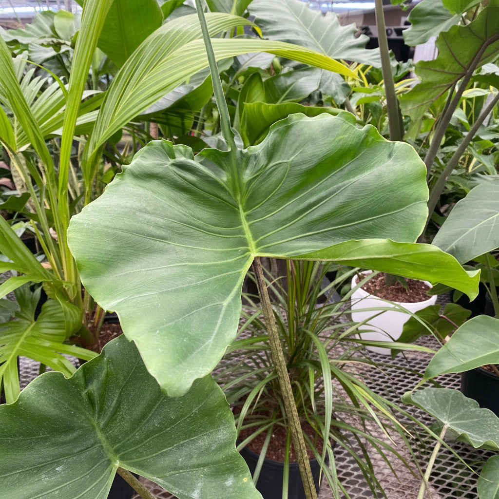 Alocasia Stingray, Elephant Ears Live Indoor Plant in grower pot with wide, rippled emerald-green leaves and a distinctive long whiptail point, ideal for bright indoor spaces and tropical home decor.