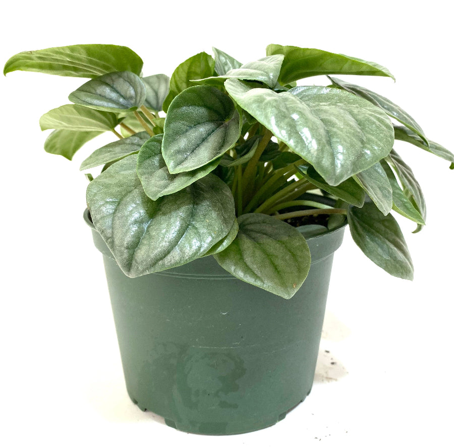 A potted Peperomia Frost featuring distinctive shimmery, silver-green heart-shaped leaves with dark green veins