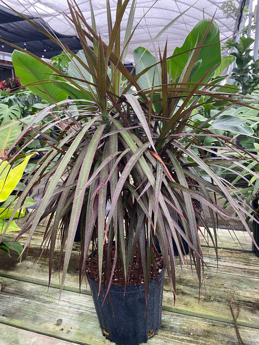 A potted Dracaena Dragon Tree Magenta Bush