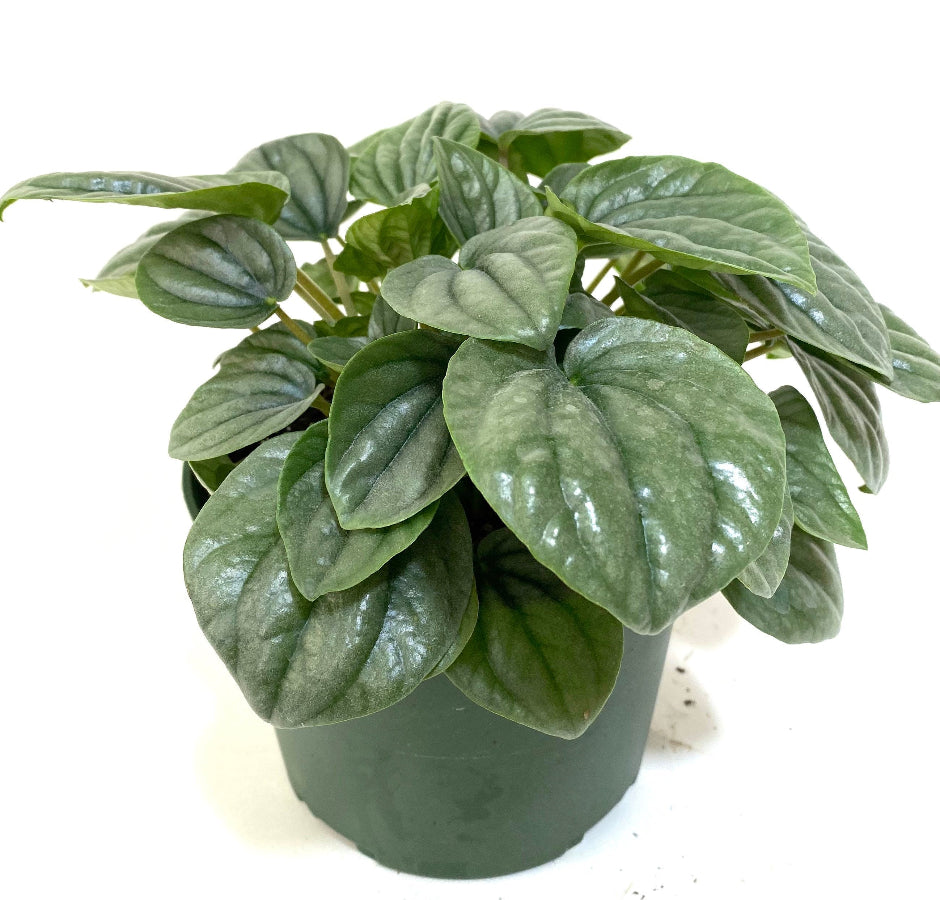A potted Peperomia Frost featuring distinctive shimmery, silver-green heart-shaped leaves with dark green veins
