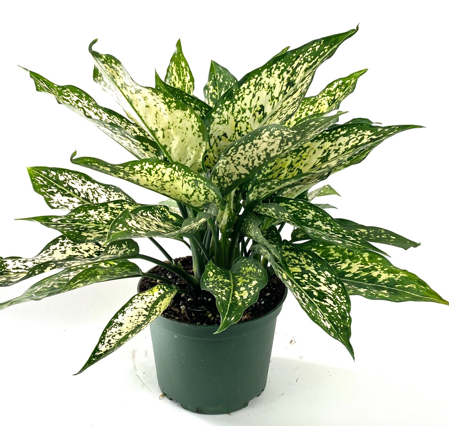 Aglaonema White Dalmation Chinese Evergreen in a green pot