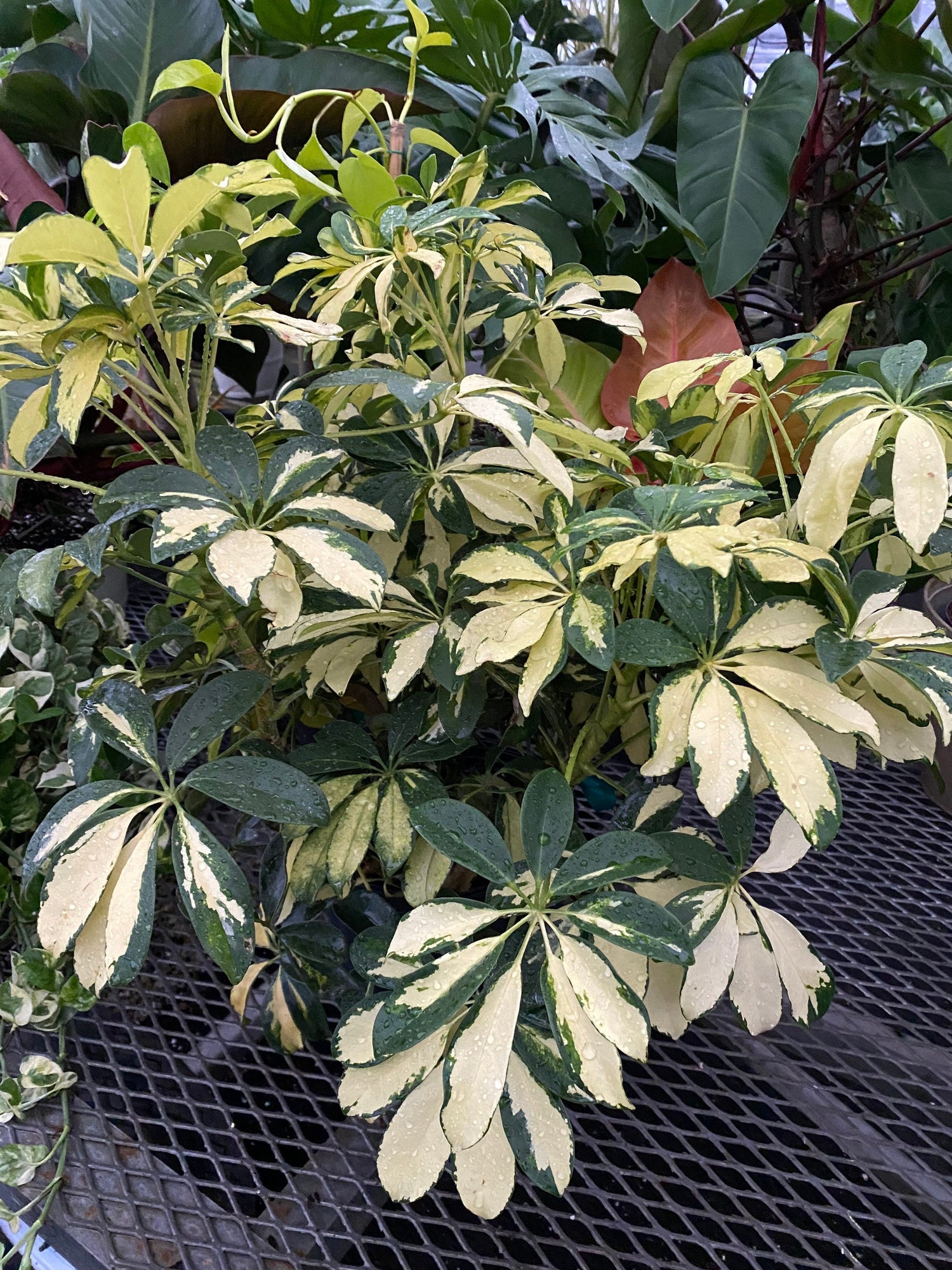 Trinette Arbaricola, Umbrella Tree Live Plant outside upper view