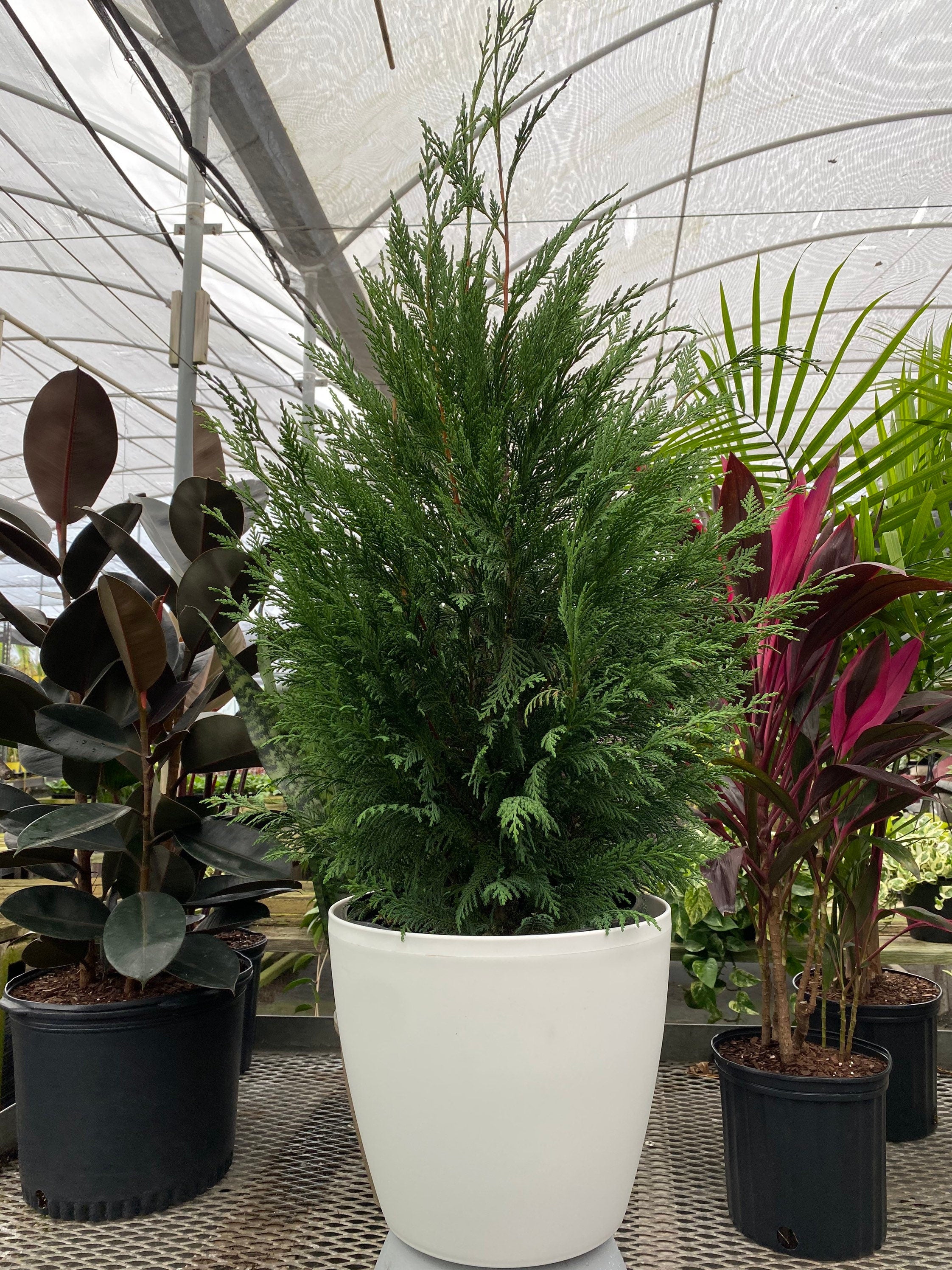 Leyland Cypress Fastest Growing Tree in a white pot