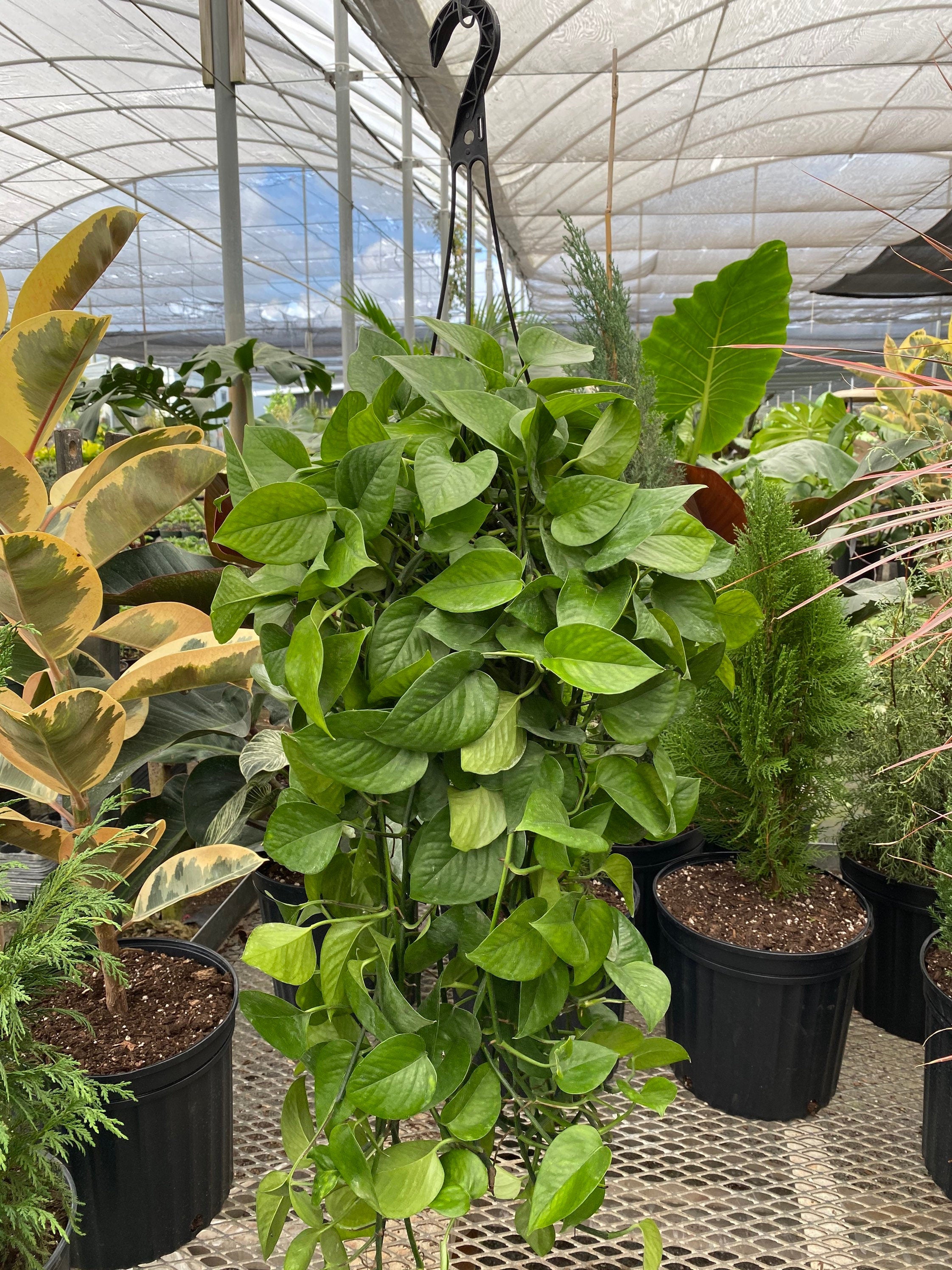 Jade Pothos in Hanging Basket, Epipremnum Aureum Jade outside in a nursery