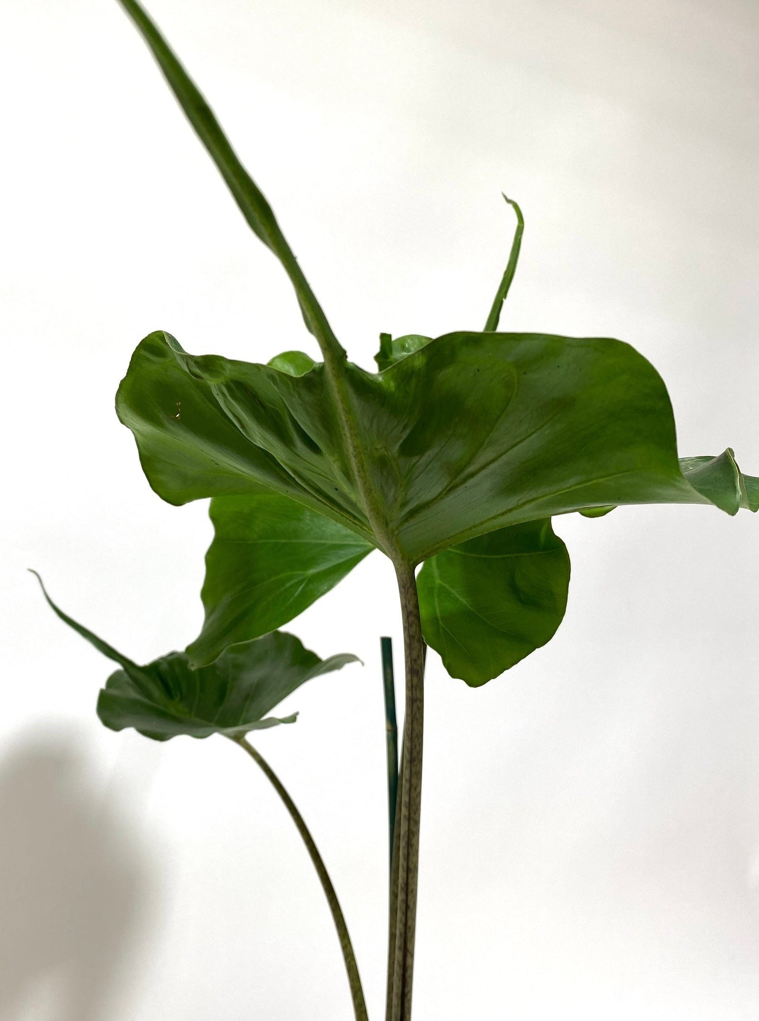 leaves of Alocasia Stingray, Elephant Ears Live Indoor Plant