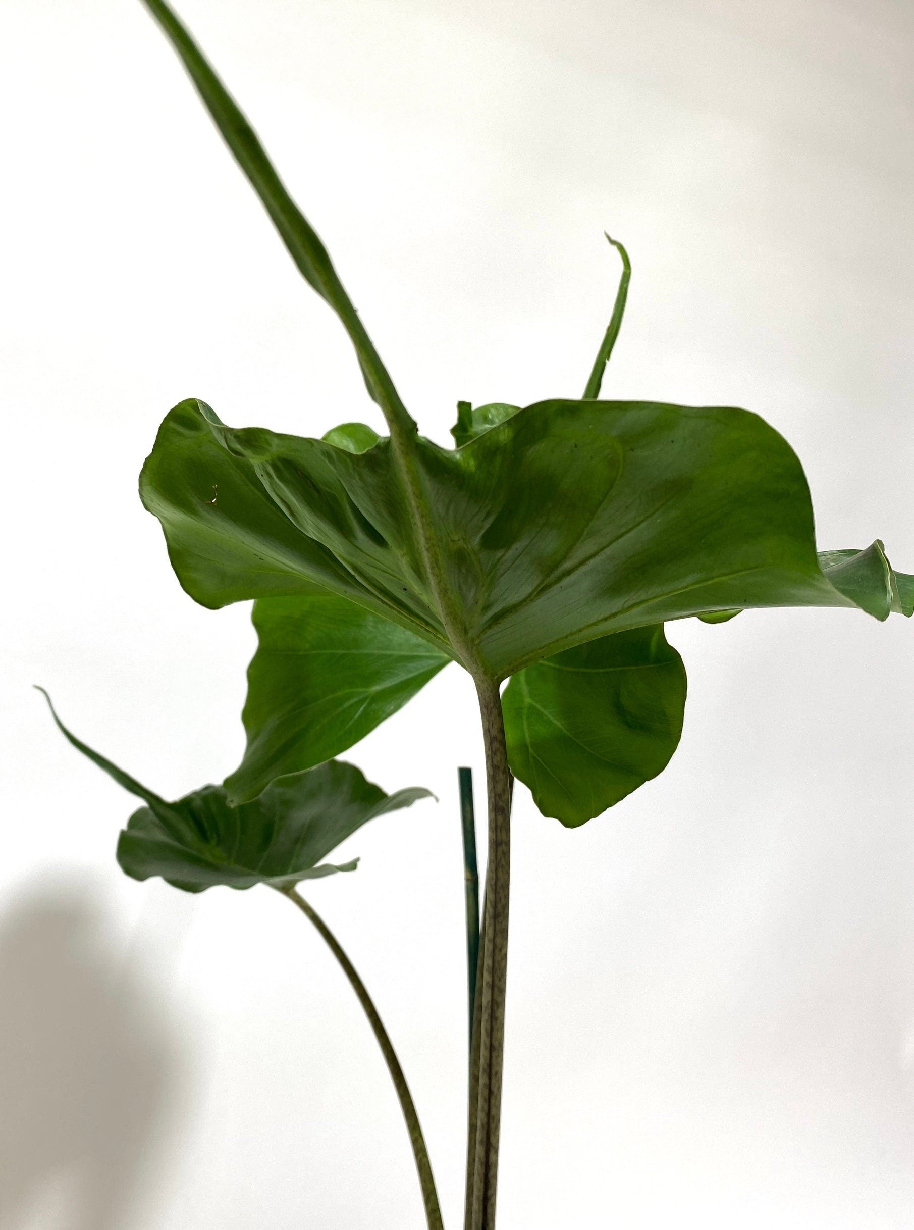 leaves of Alocasia Stingray, Elephant Ears Live Indoor Plant