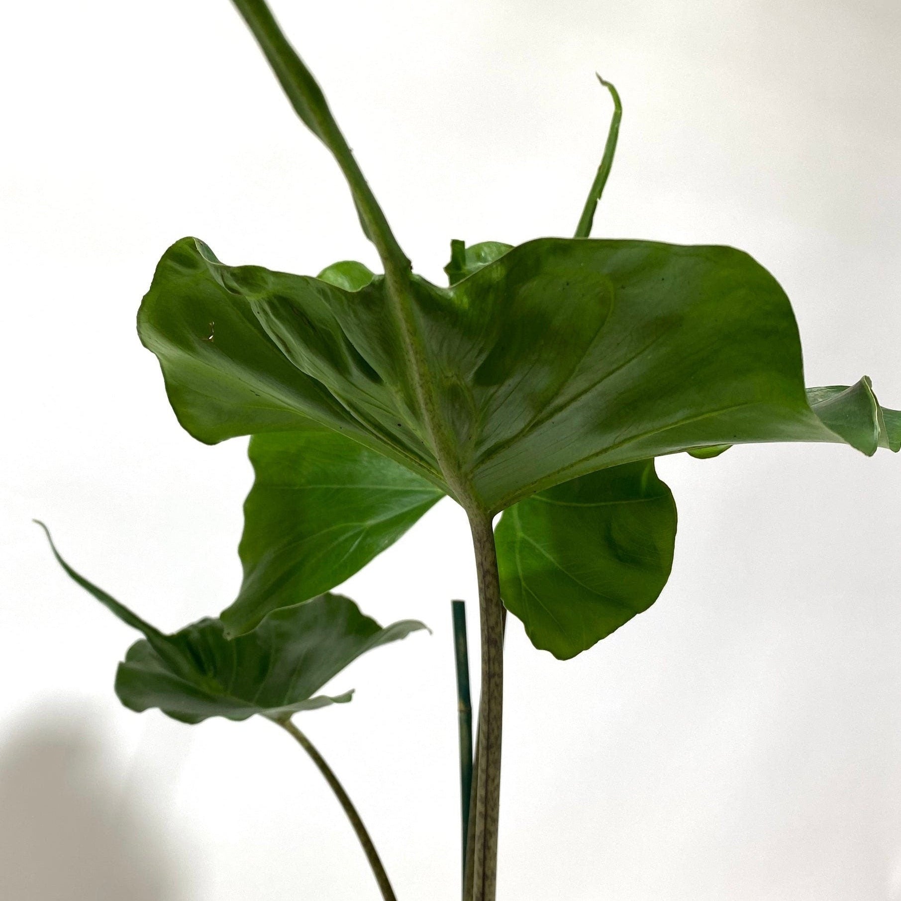 Alocasia Stingray, Elephant Ears Live Indoor Plant in grower pot with wide, fan-like green leaves stretching outwards from dark potting soil, ideal for bright indoor spaces and tropical home decor.